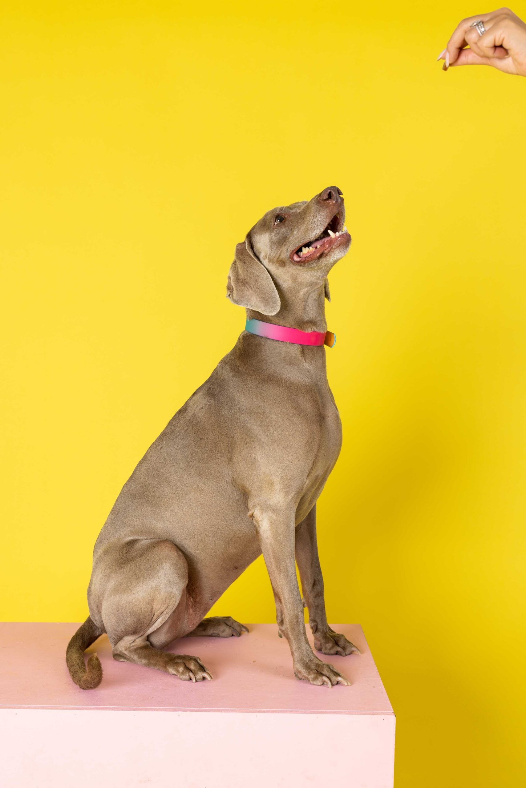 Pippa Dog Collar | Pink Papyrus