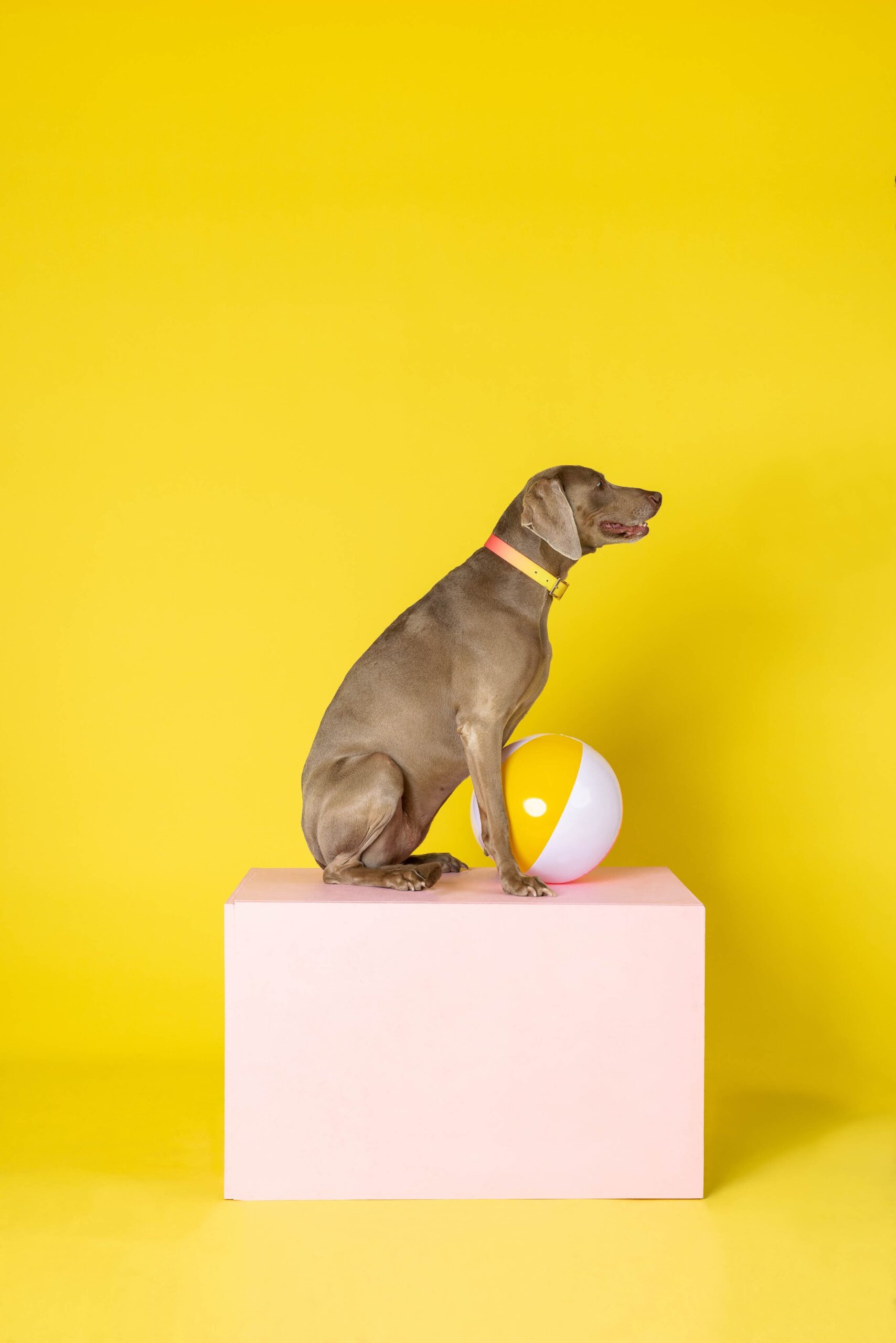Katelin Dog Collar | Pink Papyrus