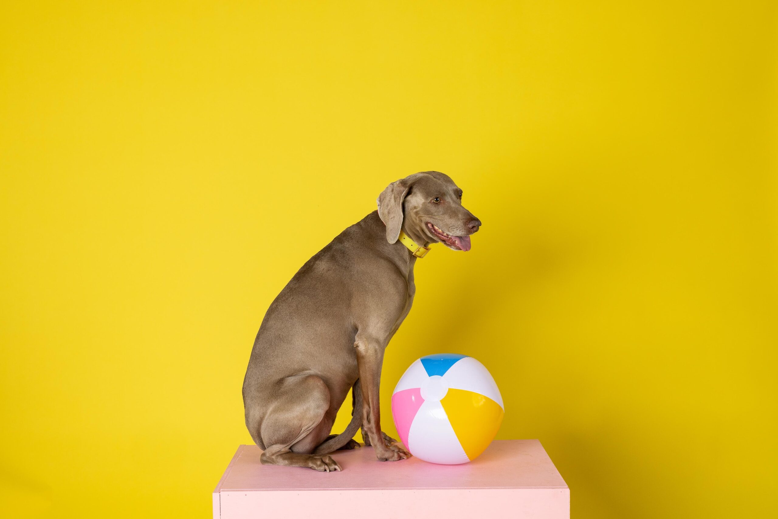 Katelin Dog Collar | Pink Papyrus