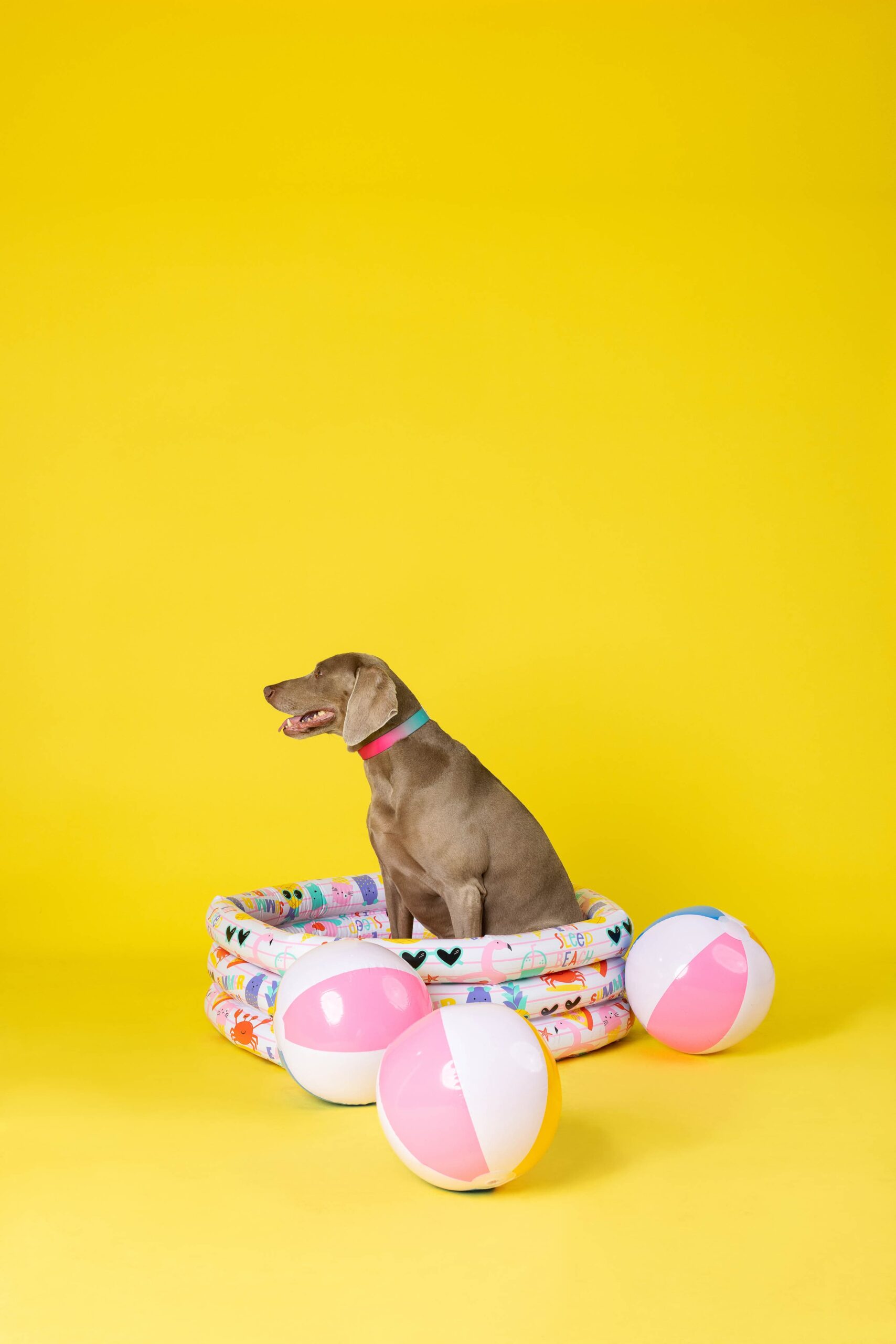 Pippa Dog Collar | Pink Papyrus