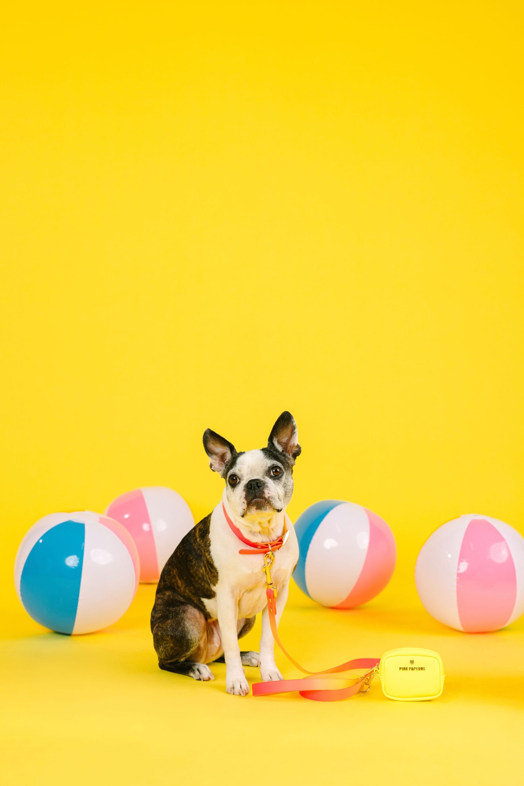 Katelin Dog Collar | Pink Papyrus