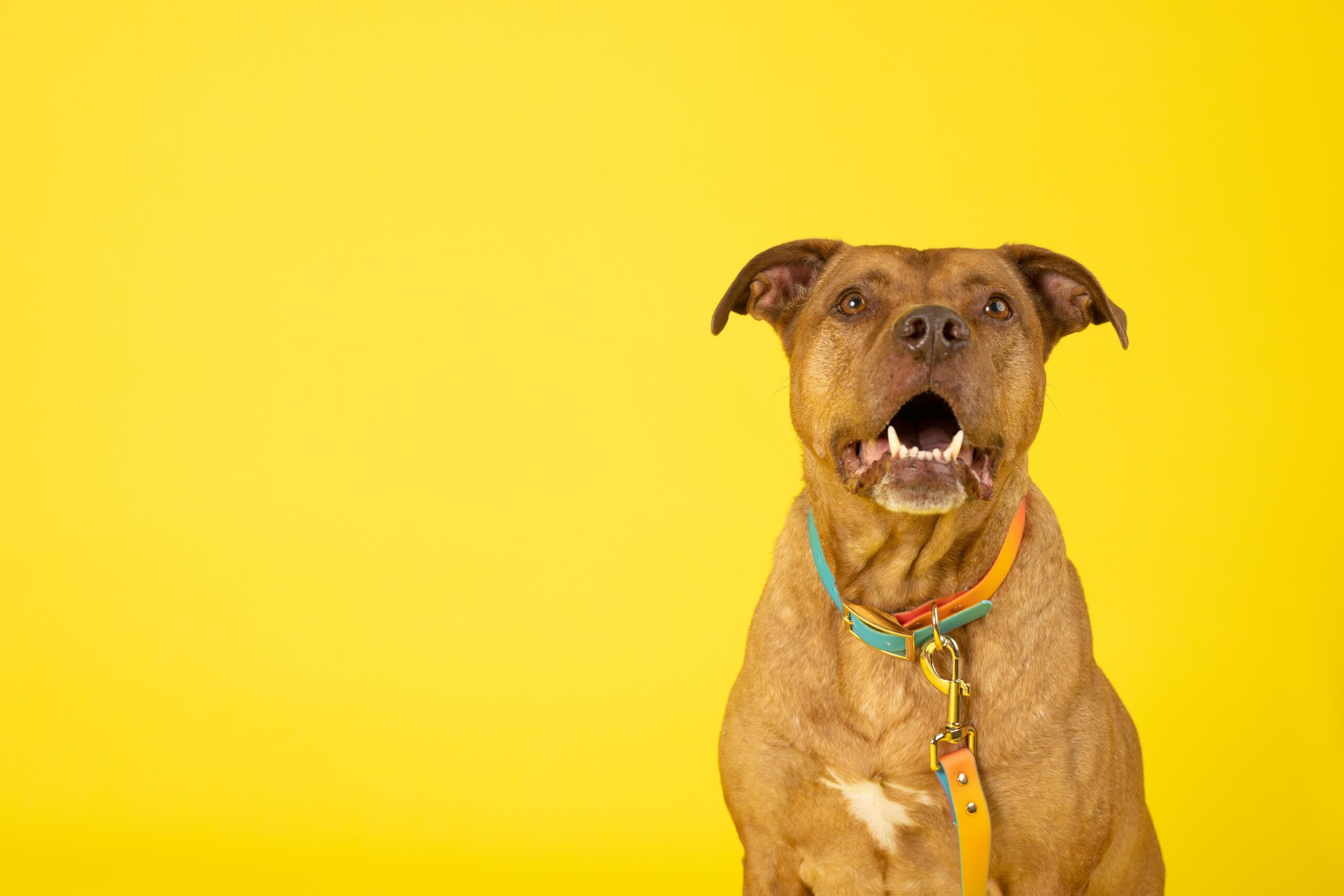Pippa Dog Collar | Pink Papyrus