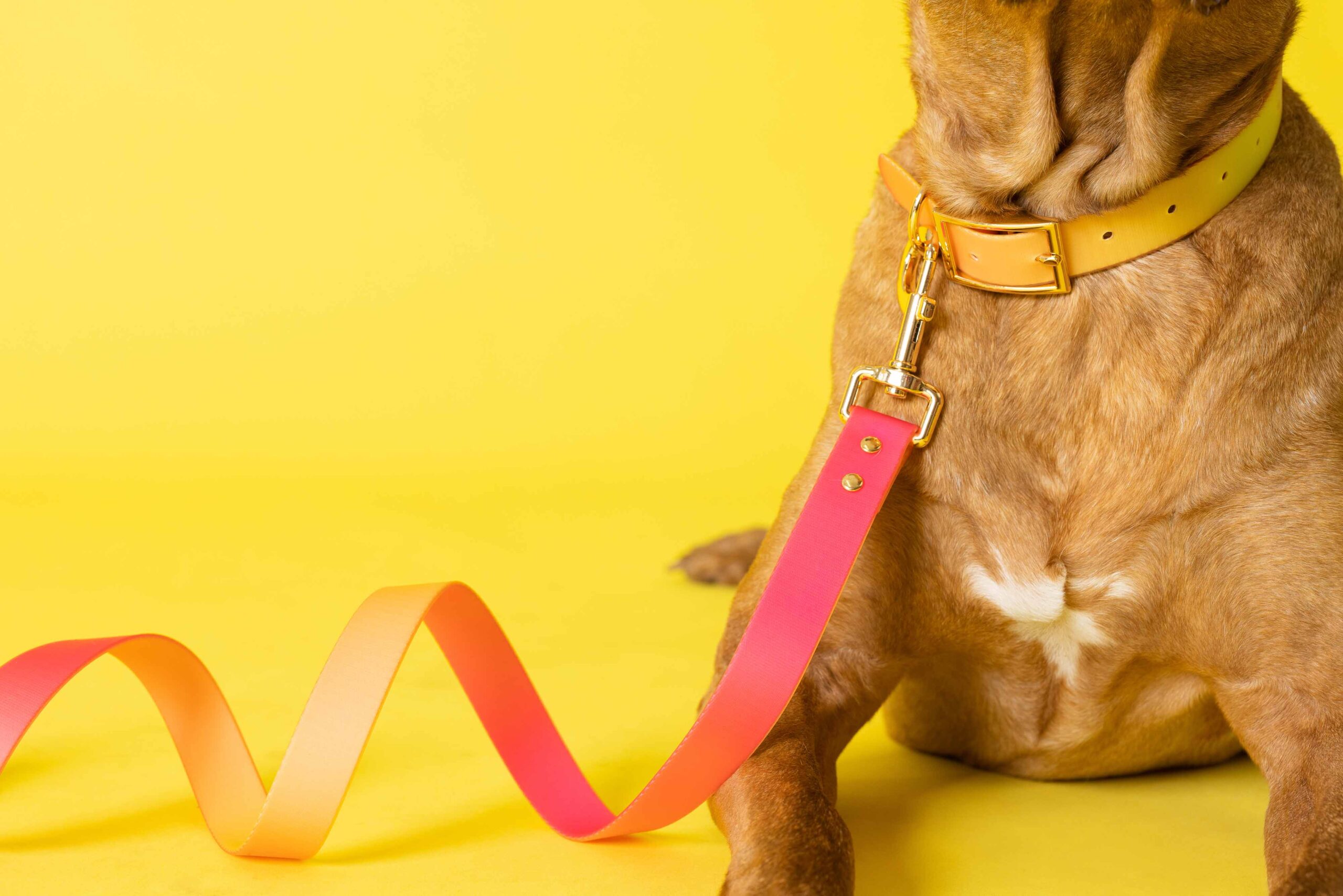 Katelin All Weather Dog Leash | Pink Papyrus