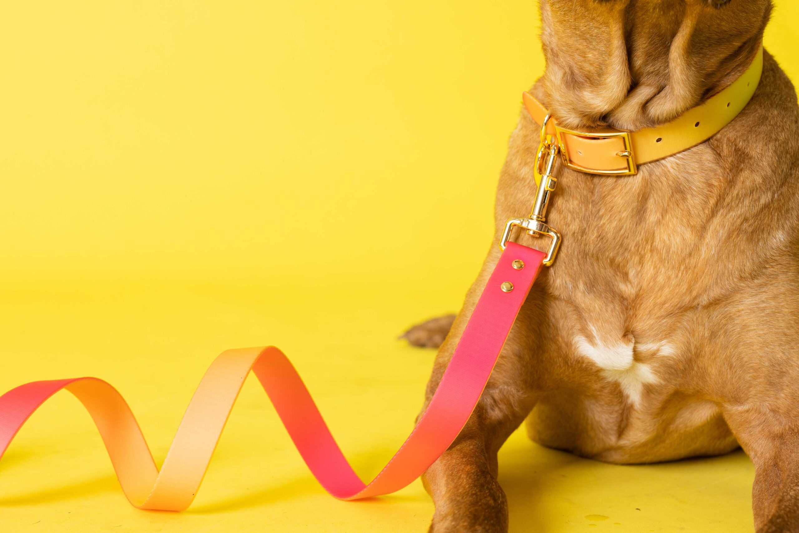 Katelin Dog Collar | Pink Papyrus