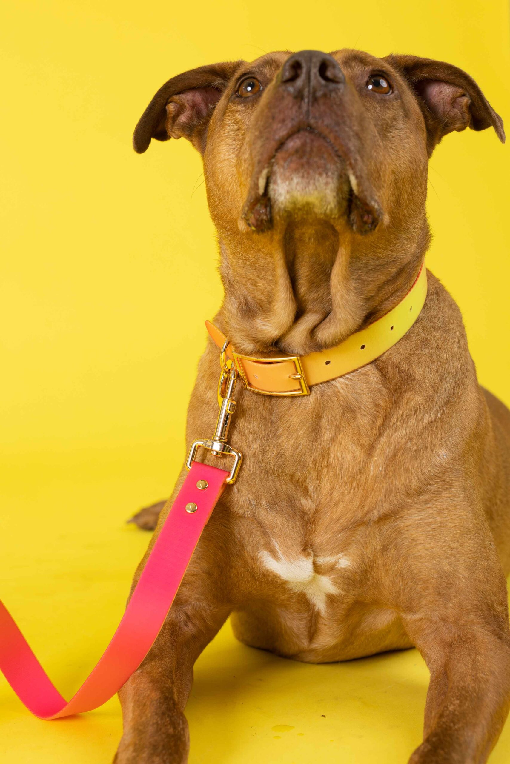 Katelin Dog Collar | Pink Papyrus