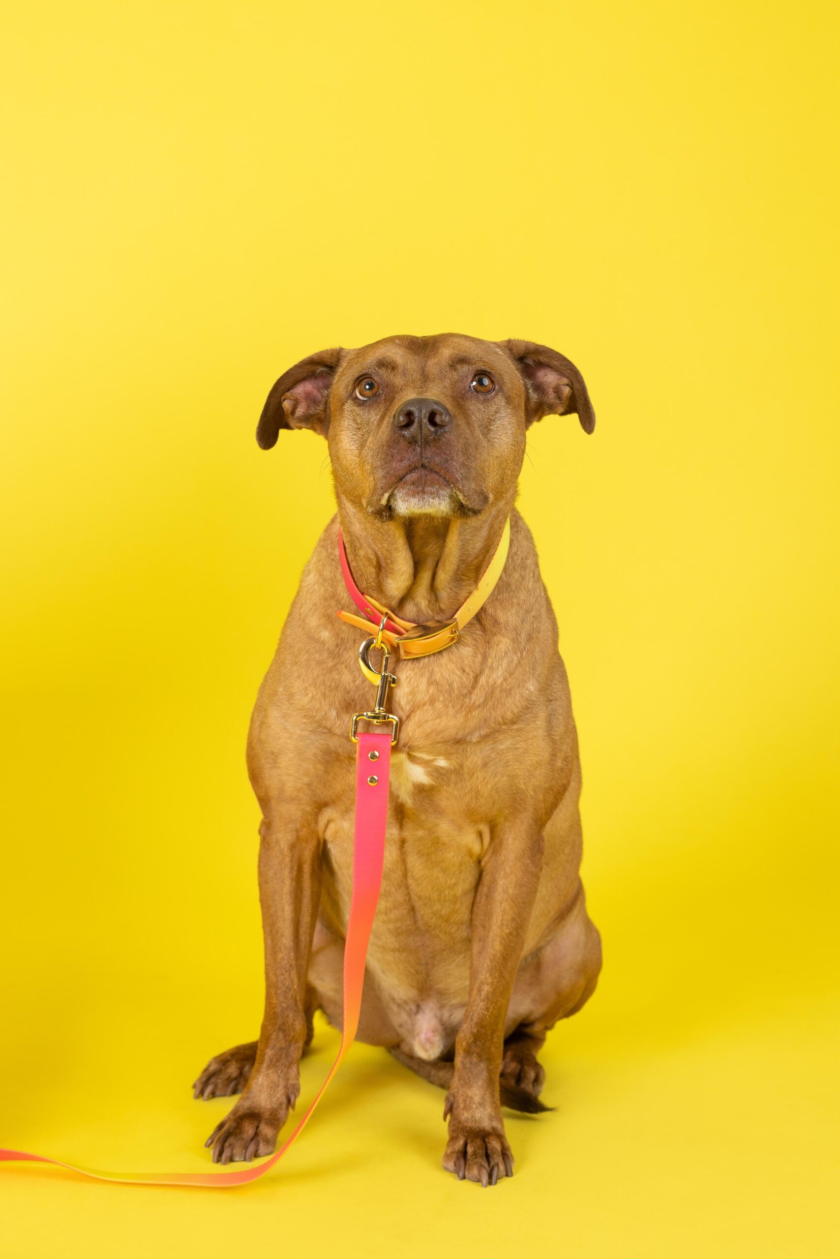 Katelin Dog Collar | Pink Papyrus