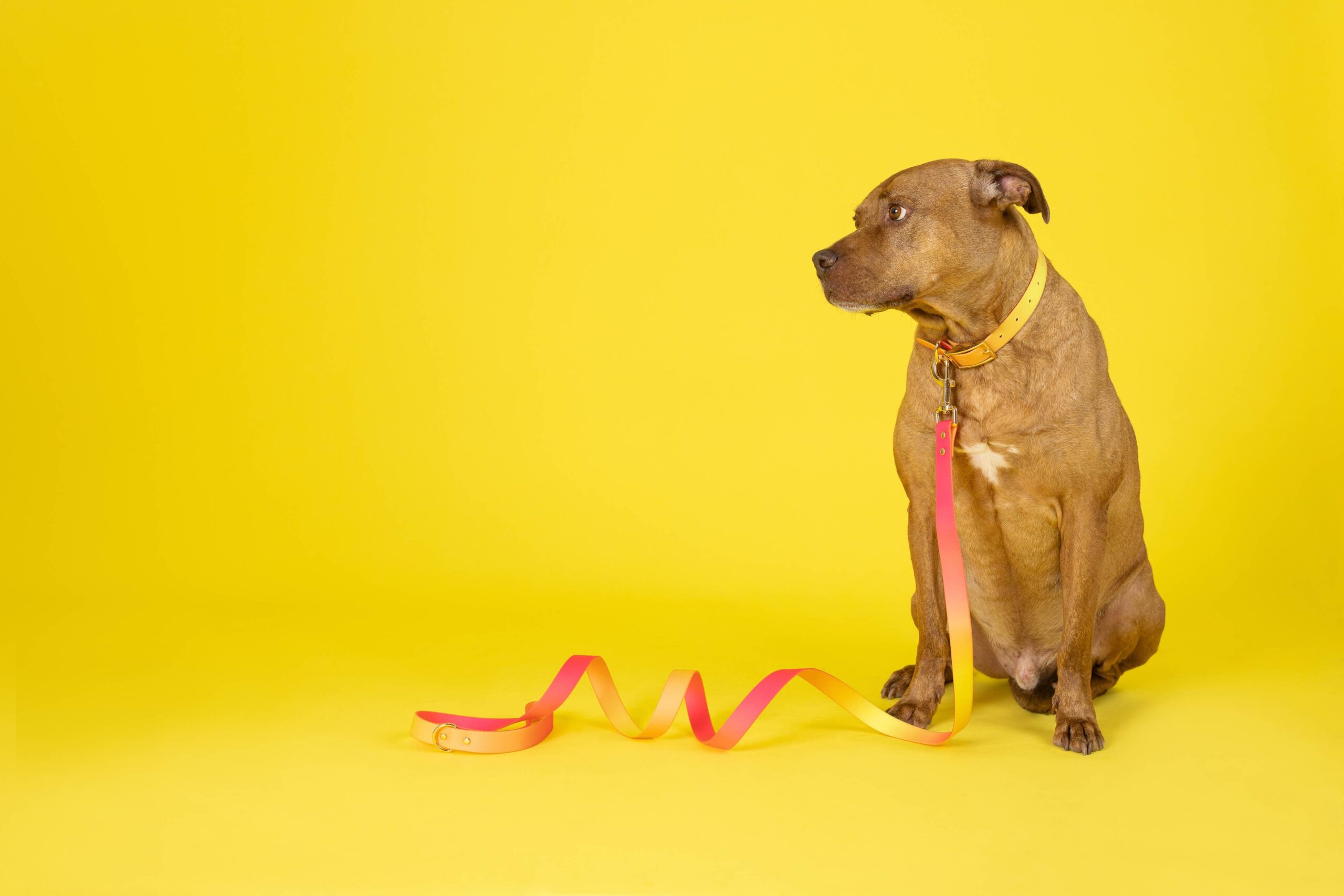 Katelin Dog Collar | Pink Papyrus