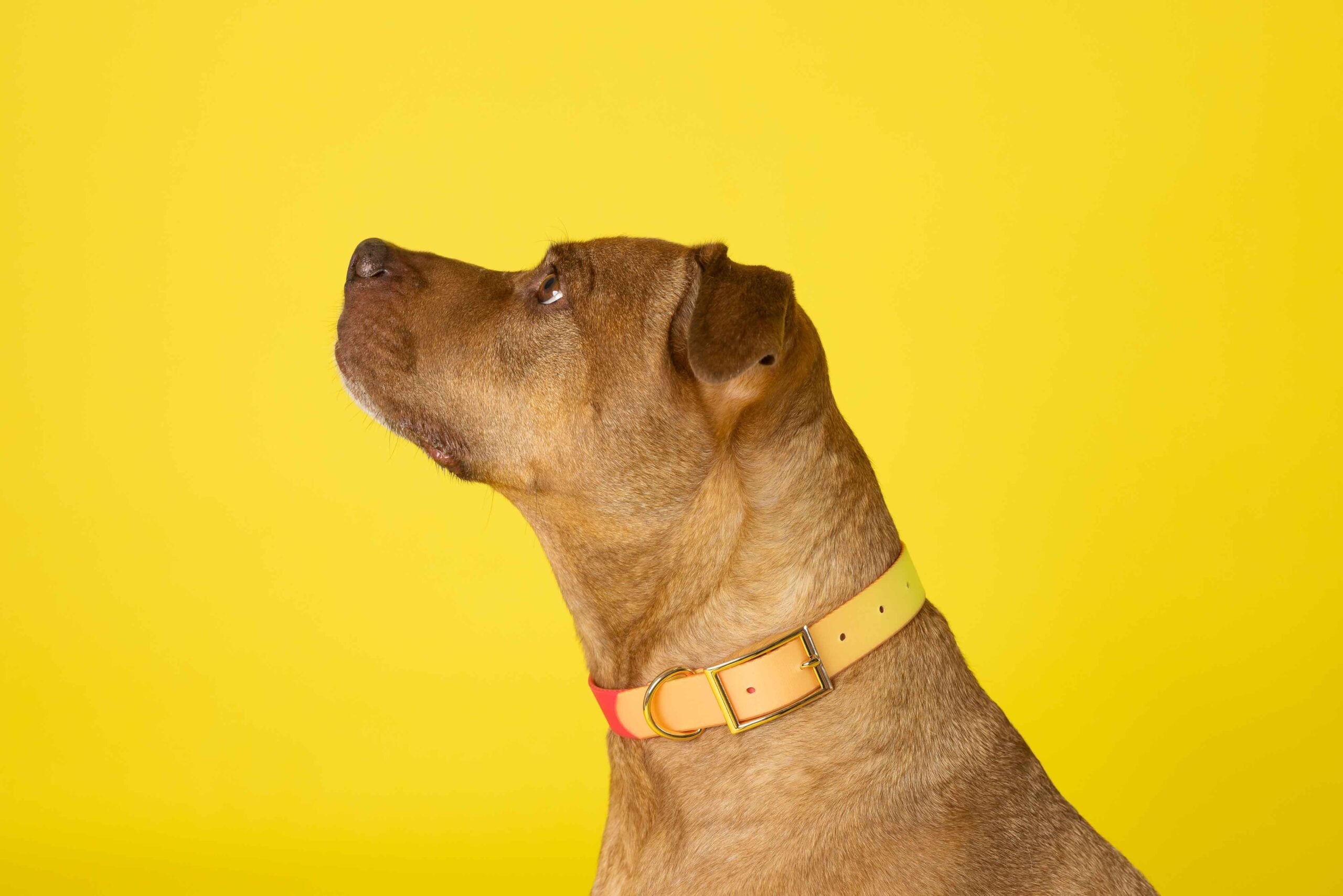 Katelin Dog Collar | Pink Papyrus