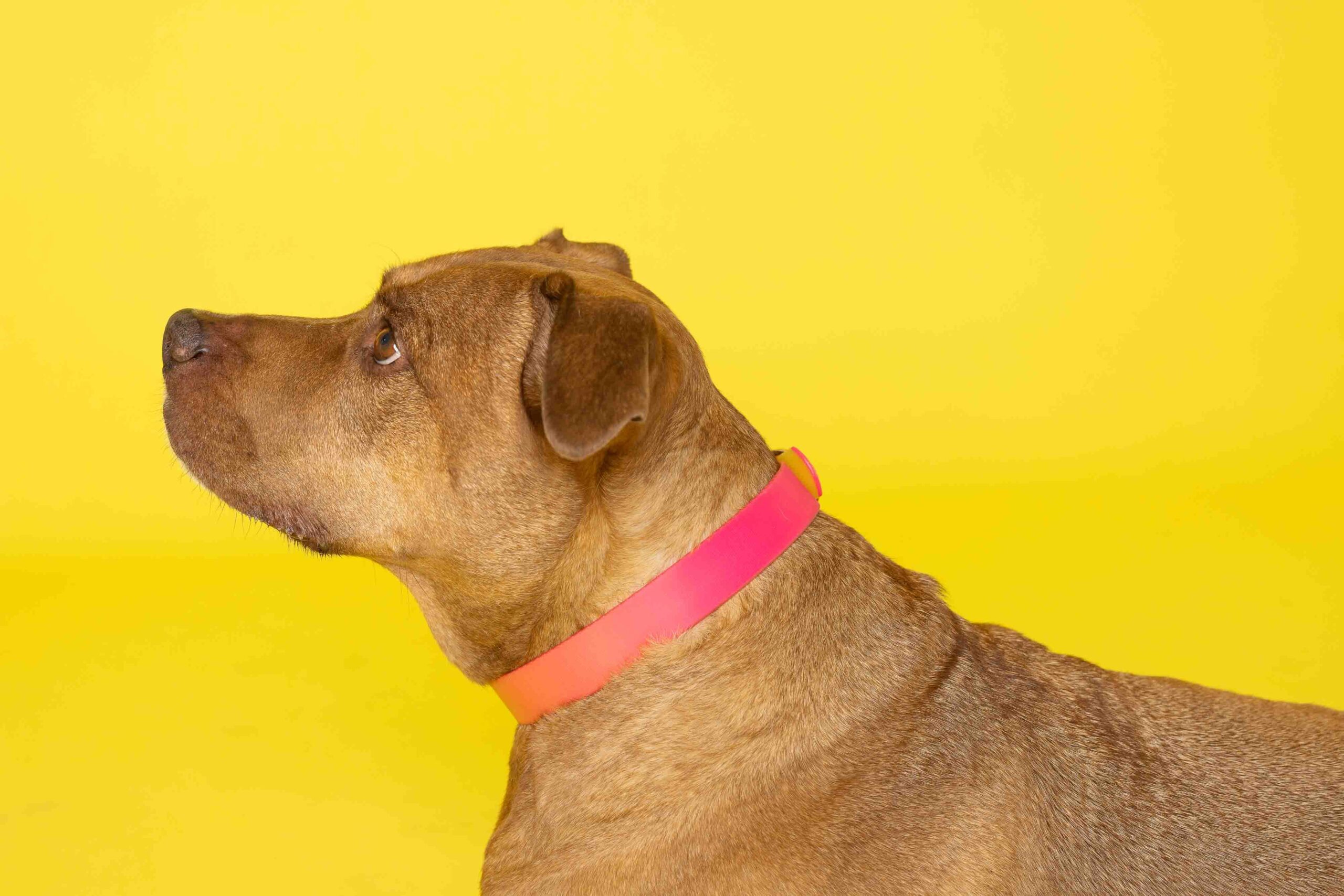 Katelin Dog Collar | Pink Papyrus