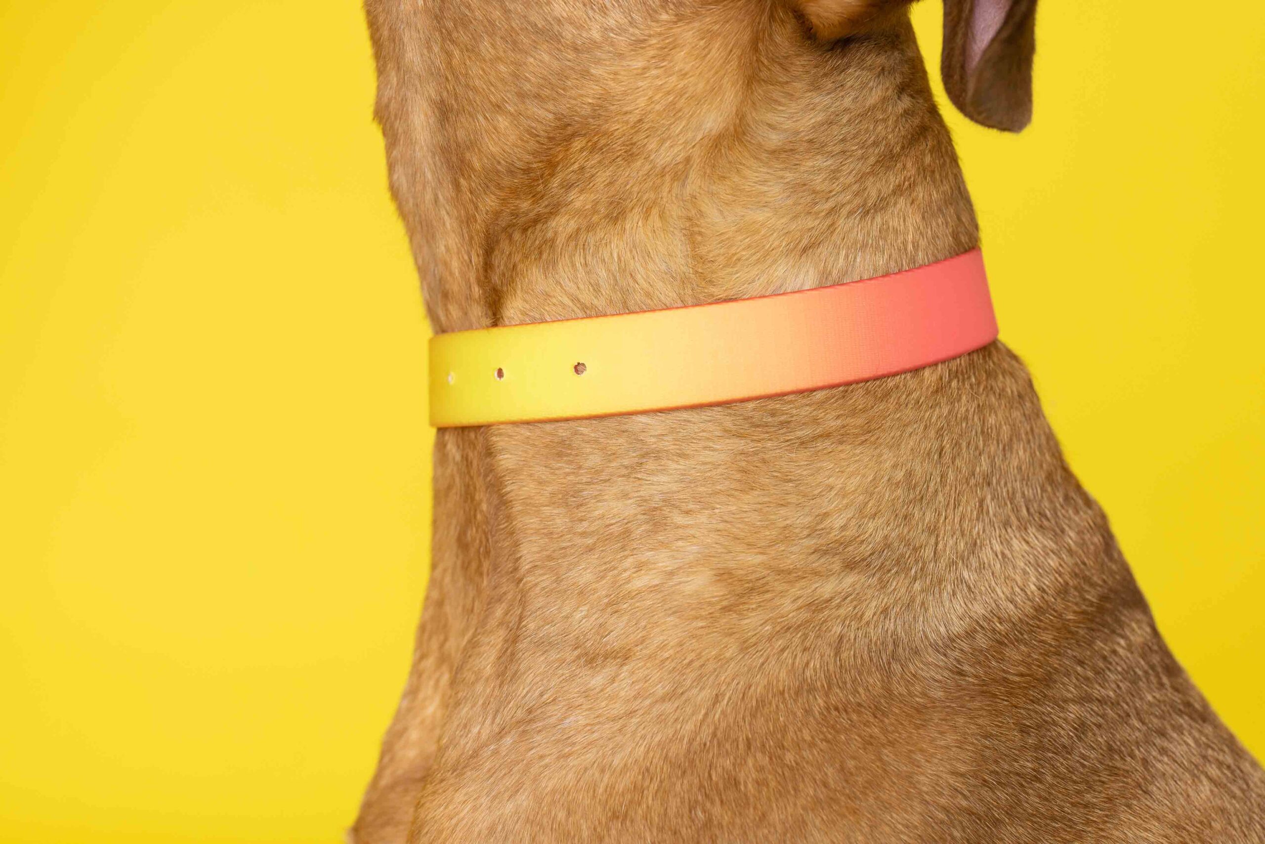 Katelin Dog Collar | Pink Papyrus