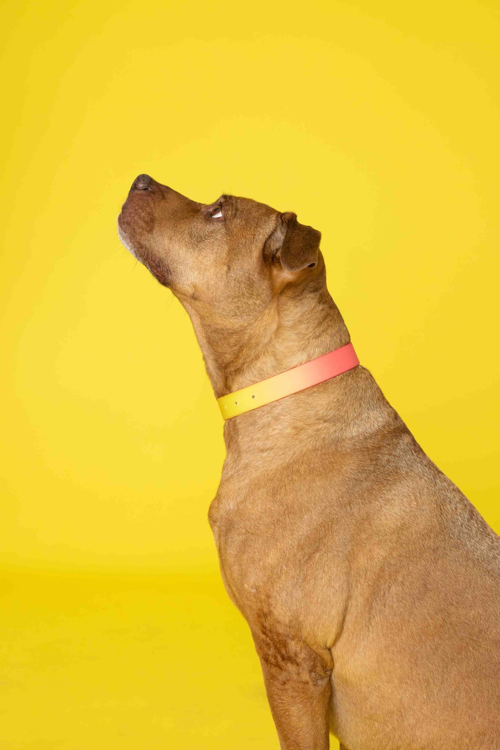 Katelin Dog Collar | Pink Papyrus