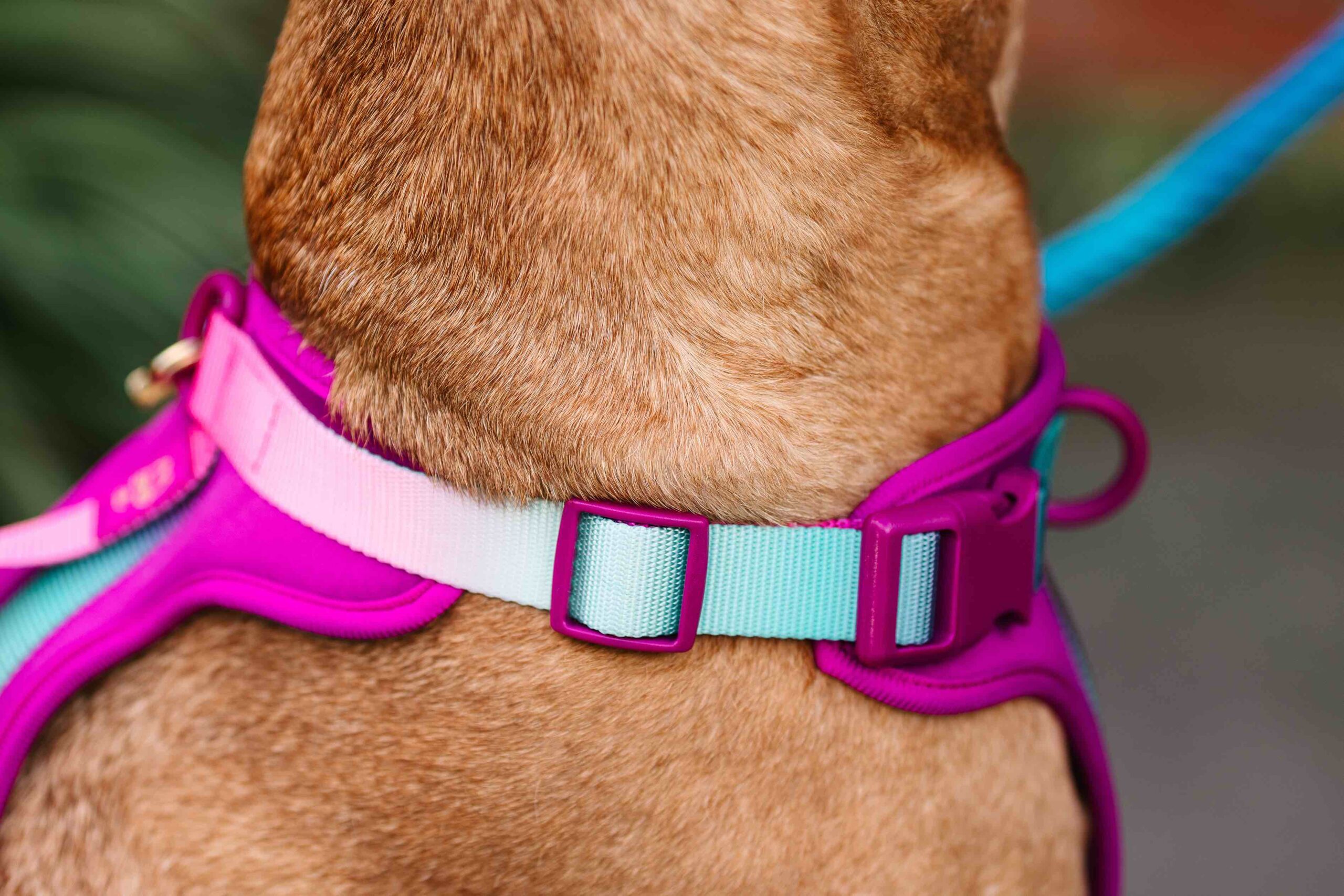 Joana Dog Harness | Pink Papyrus