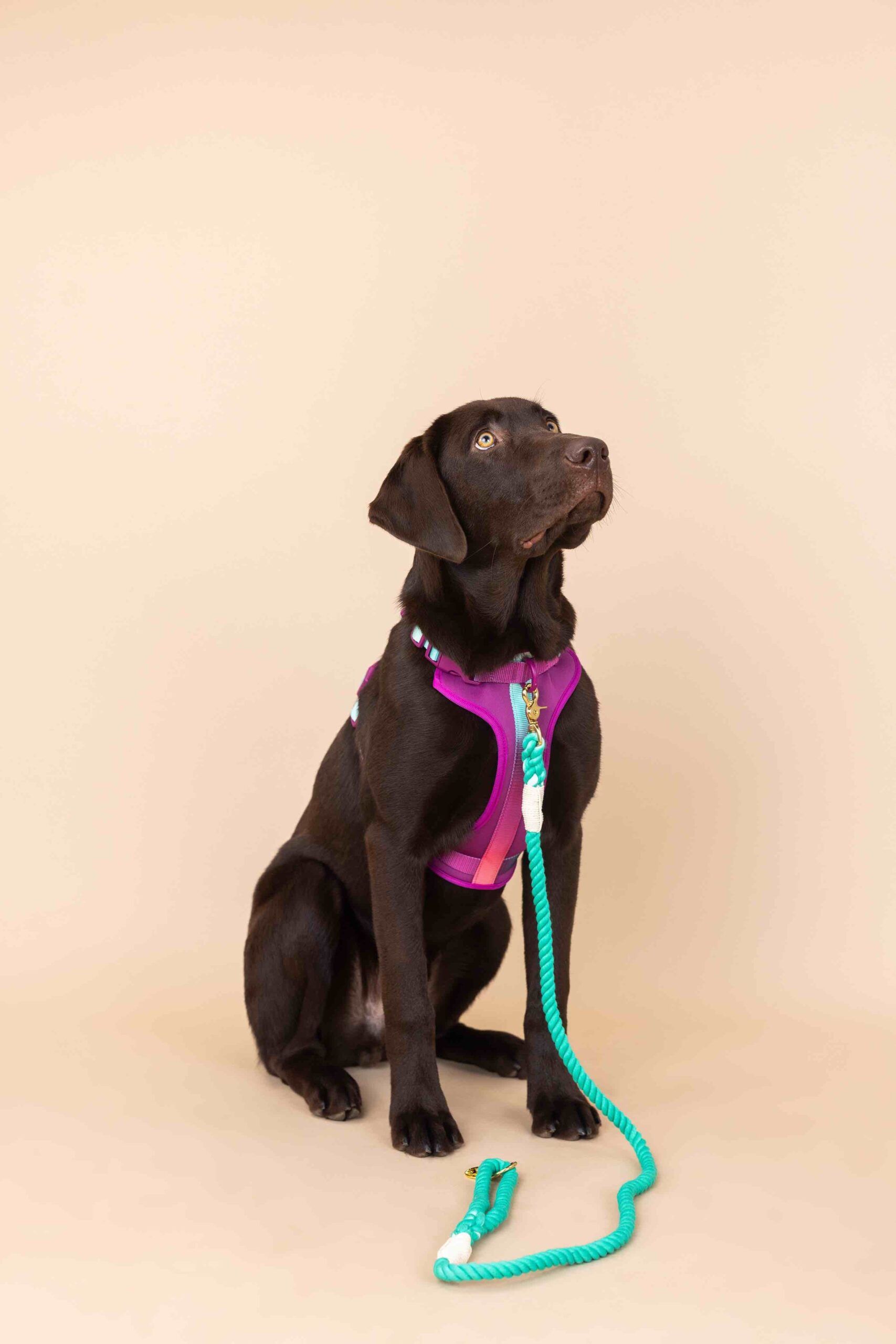 Joana Dog Harness | Pink Papyrus
