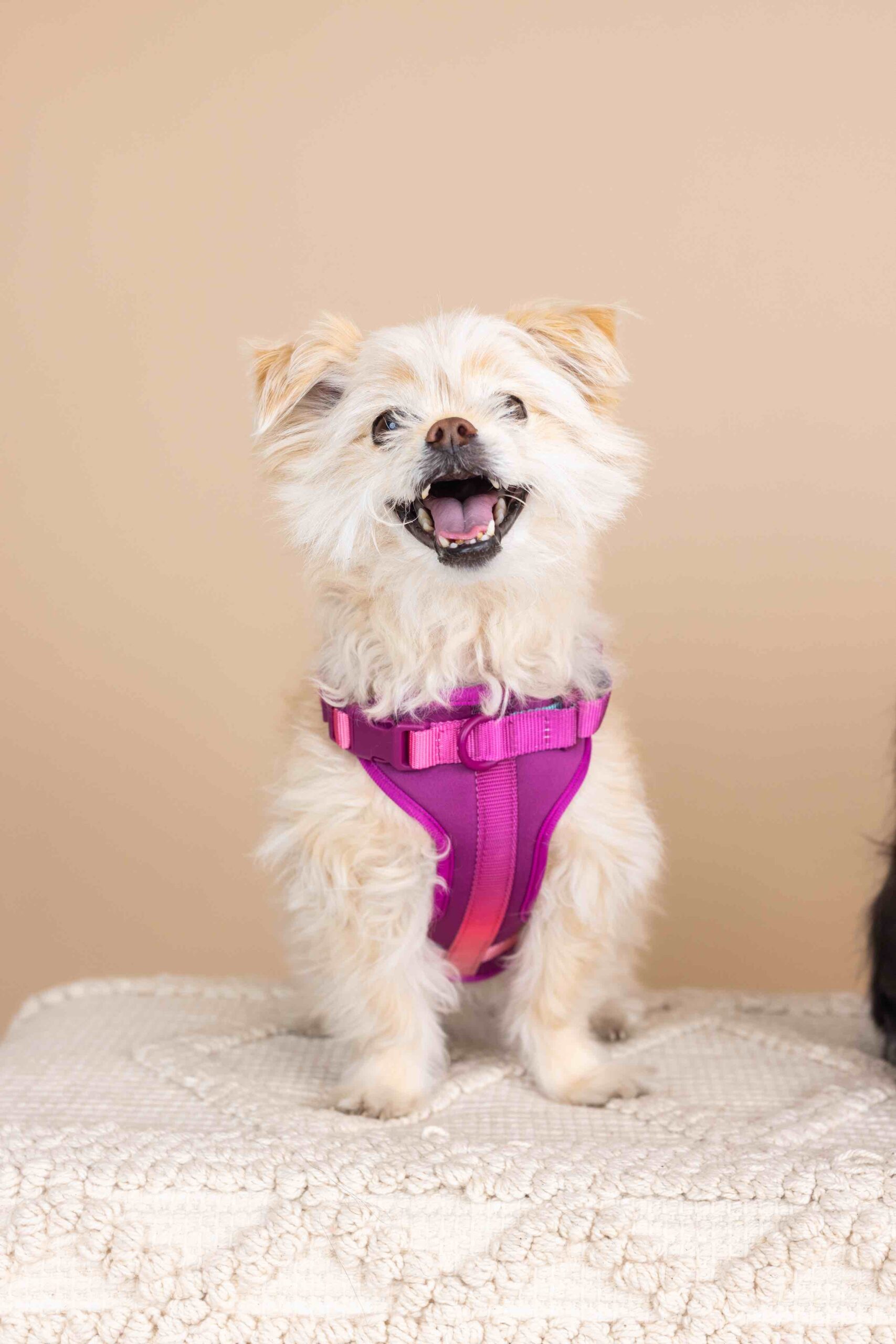 Joana Dog Harness | Pink Papyrus