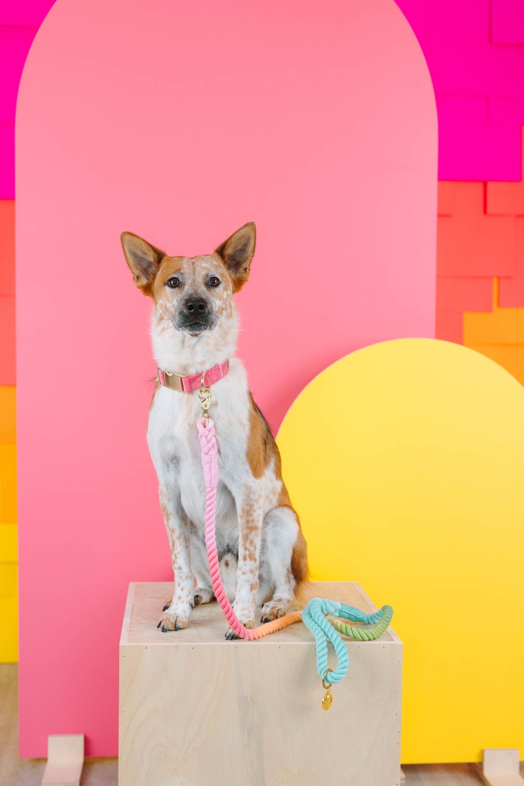 Ella Dog Collar | Pink Papyrus