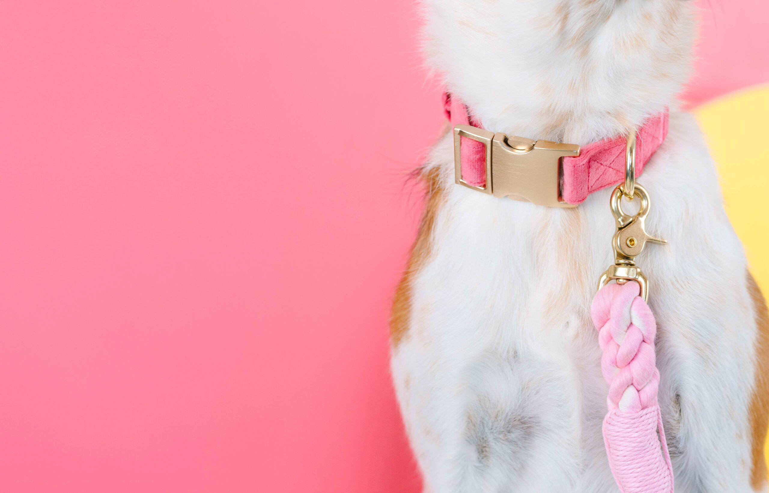 Ella Dog Collar | Pink Papyrus