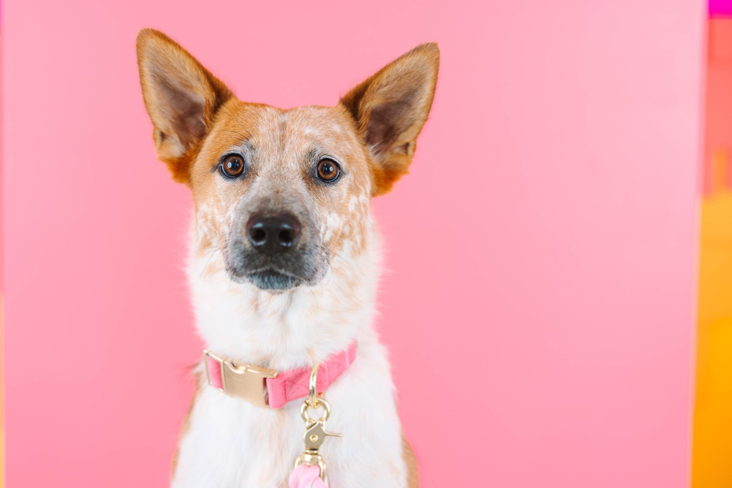 Ella Dog Collar | Pink Papyrus