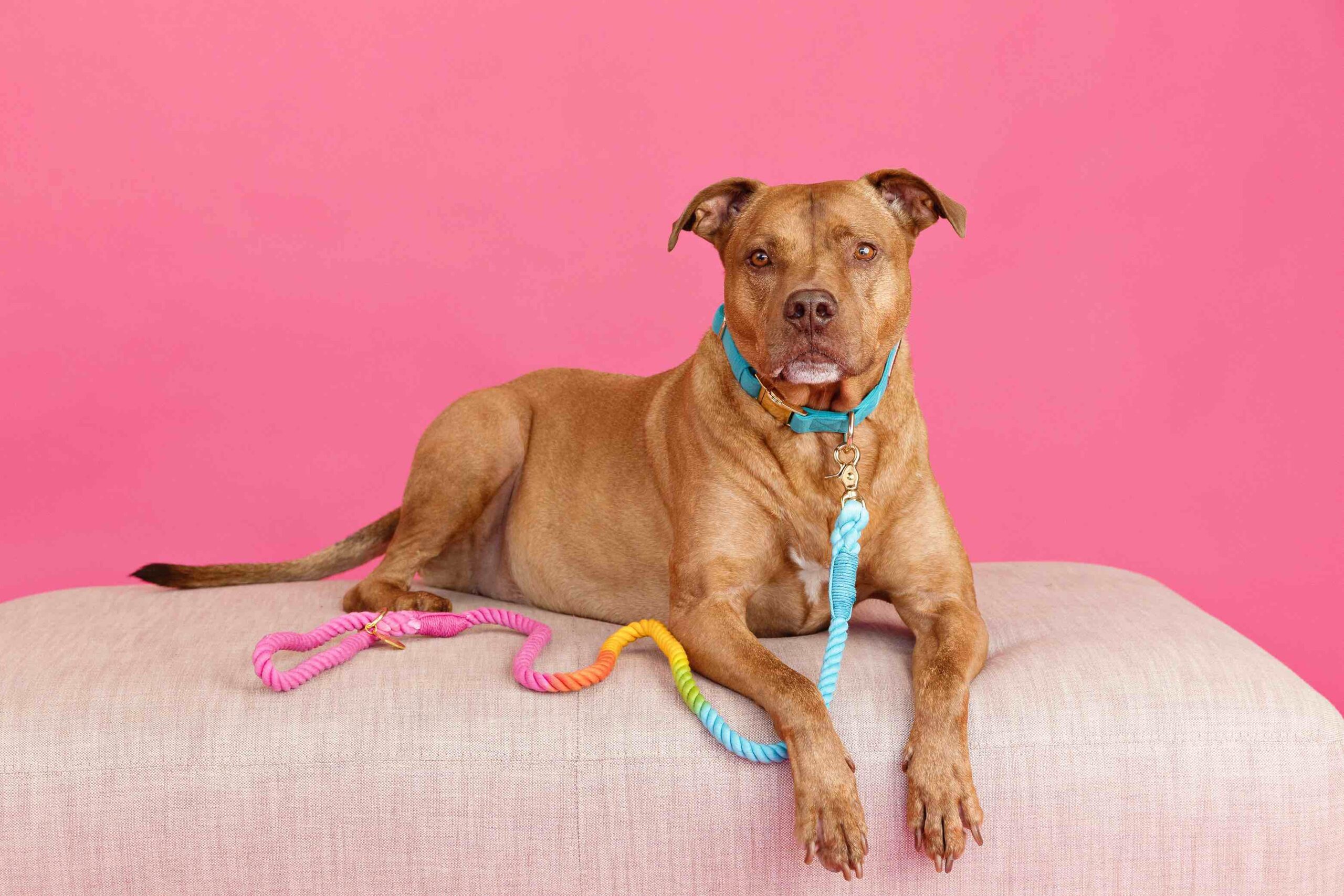 Marley Rope Dog Leash | Pink Papyrus