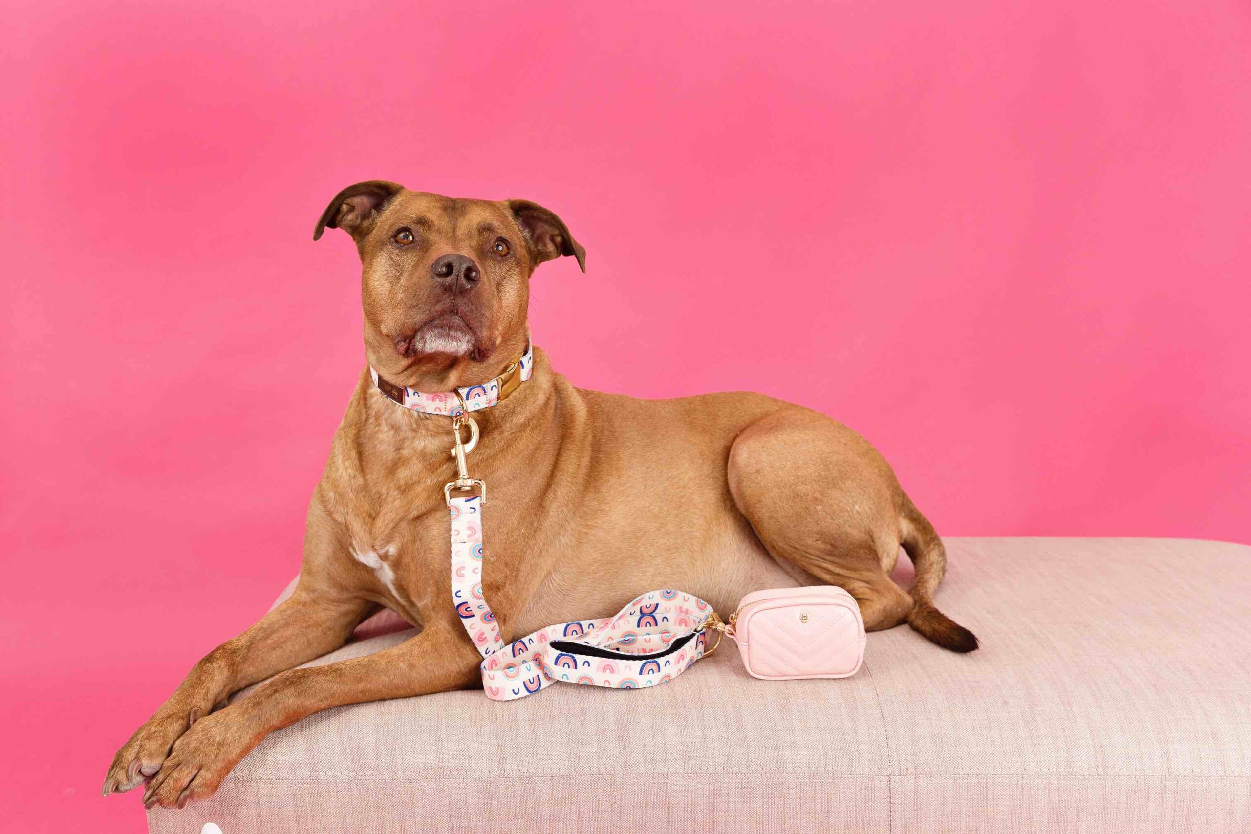 Clarke Dog Leash | Pink Papyrus