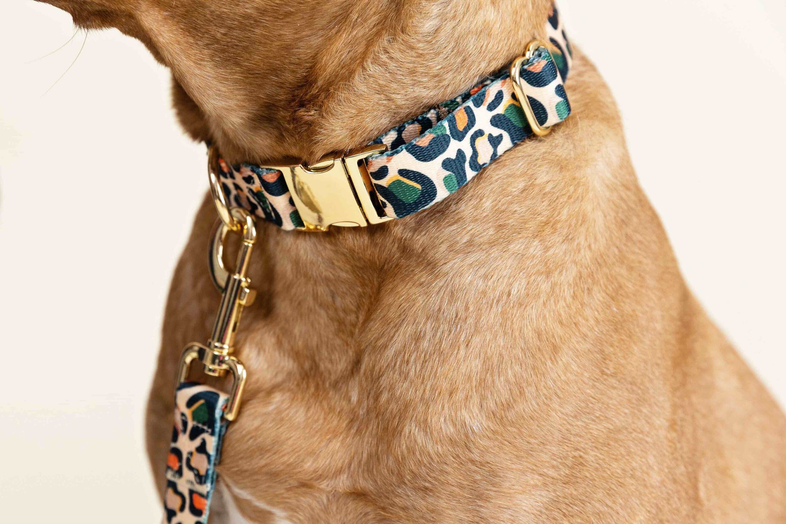 Beckett Dog Collar | Pink Papyrus
