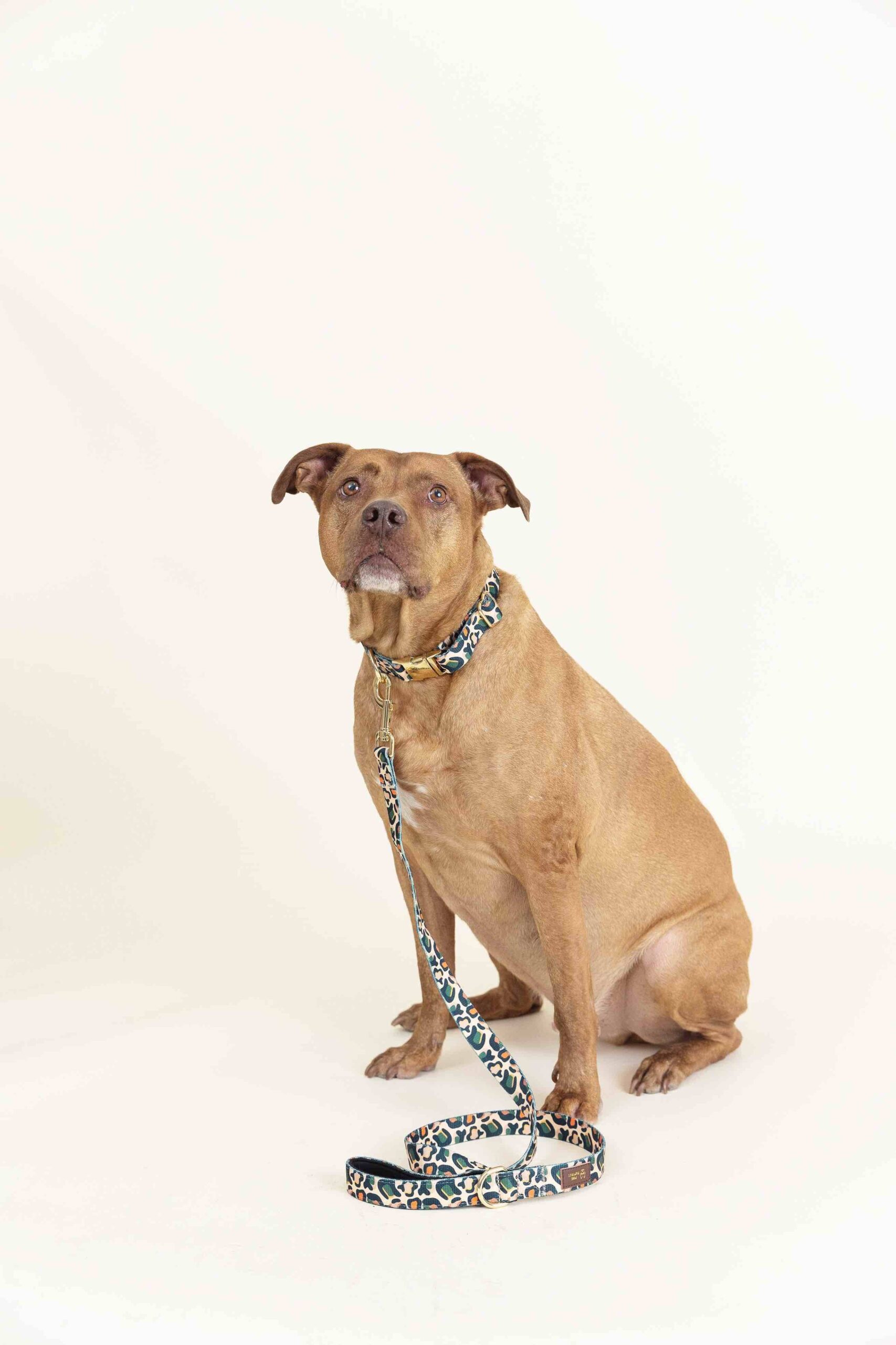 Beckett Dog Collar | Pink Papyrus
