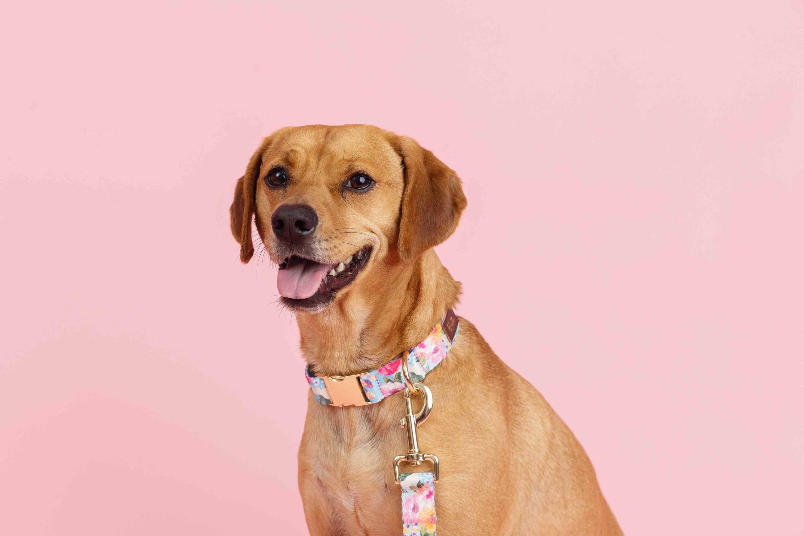 Emery Dog Collar | Pink Papyrus