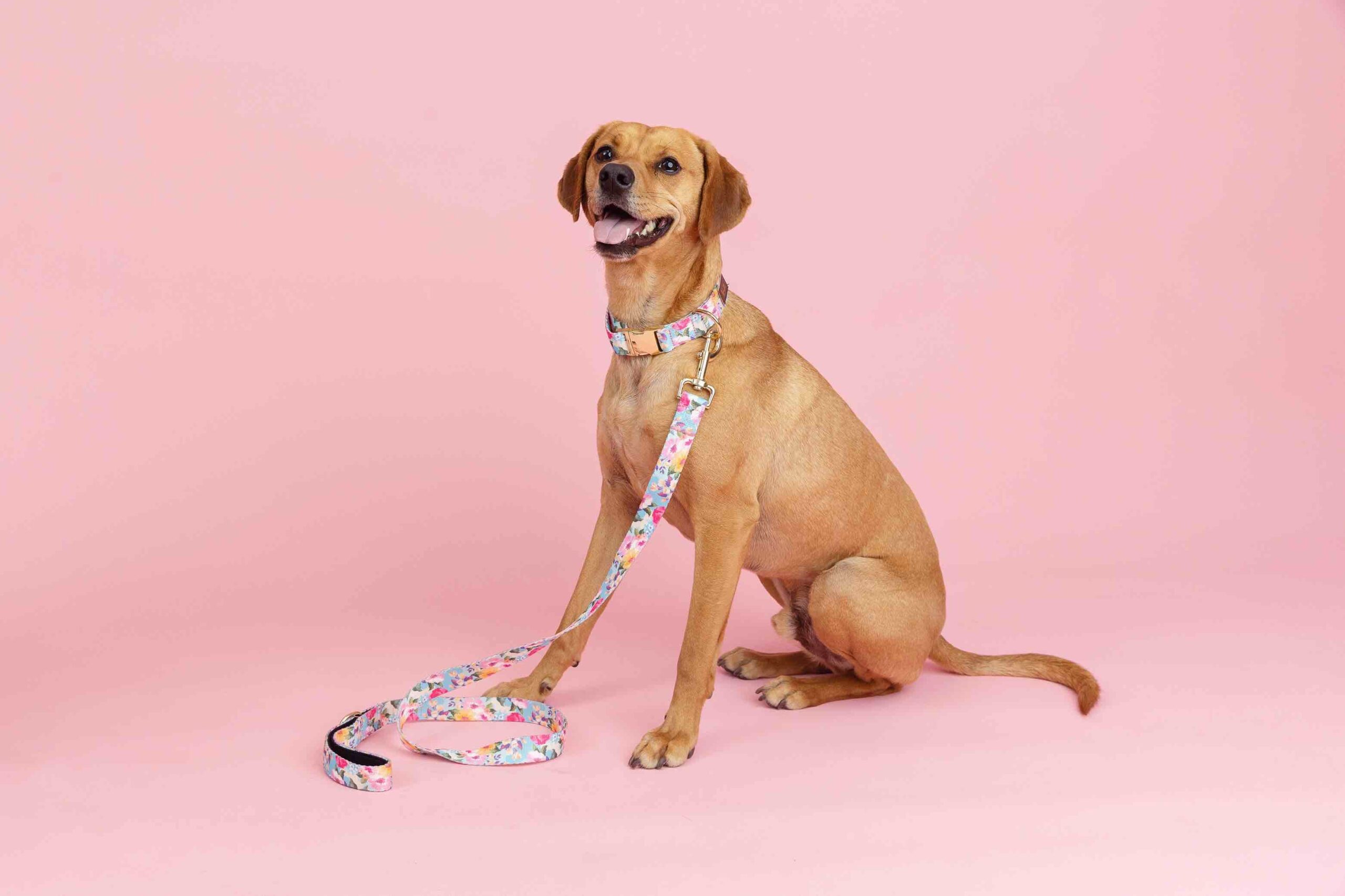 Emery Dog Collar | Pink Papyrus