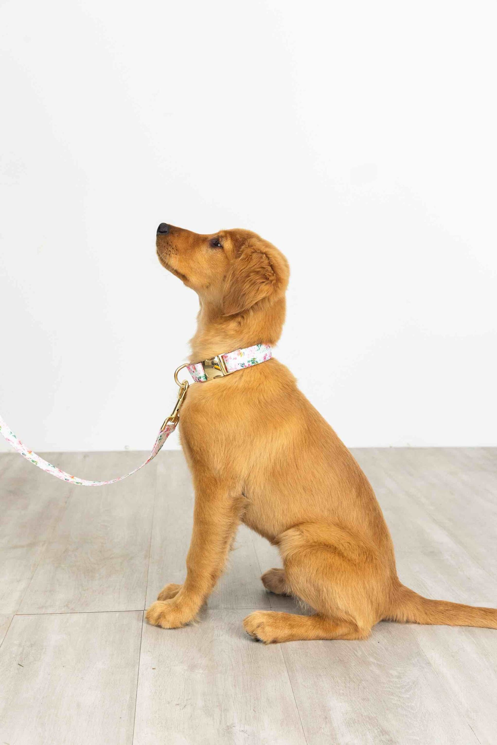 Isabella Dog Collar | Pink Papyrus