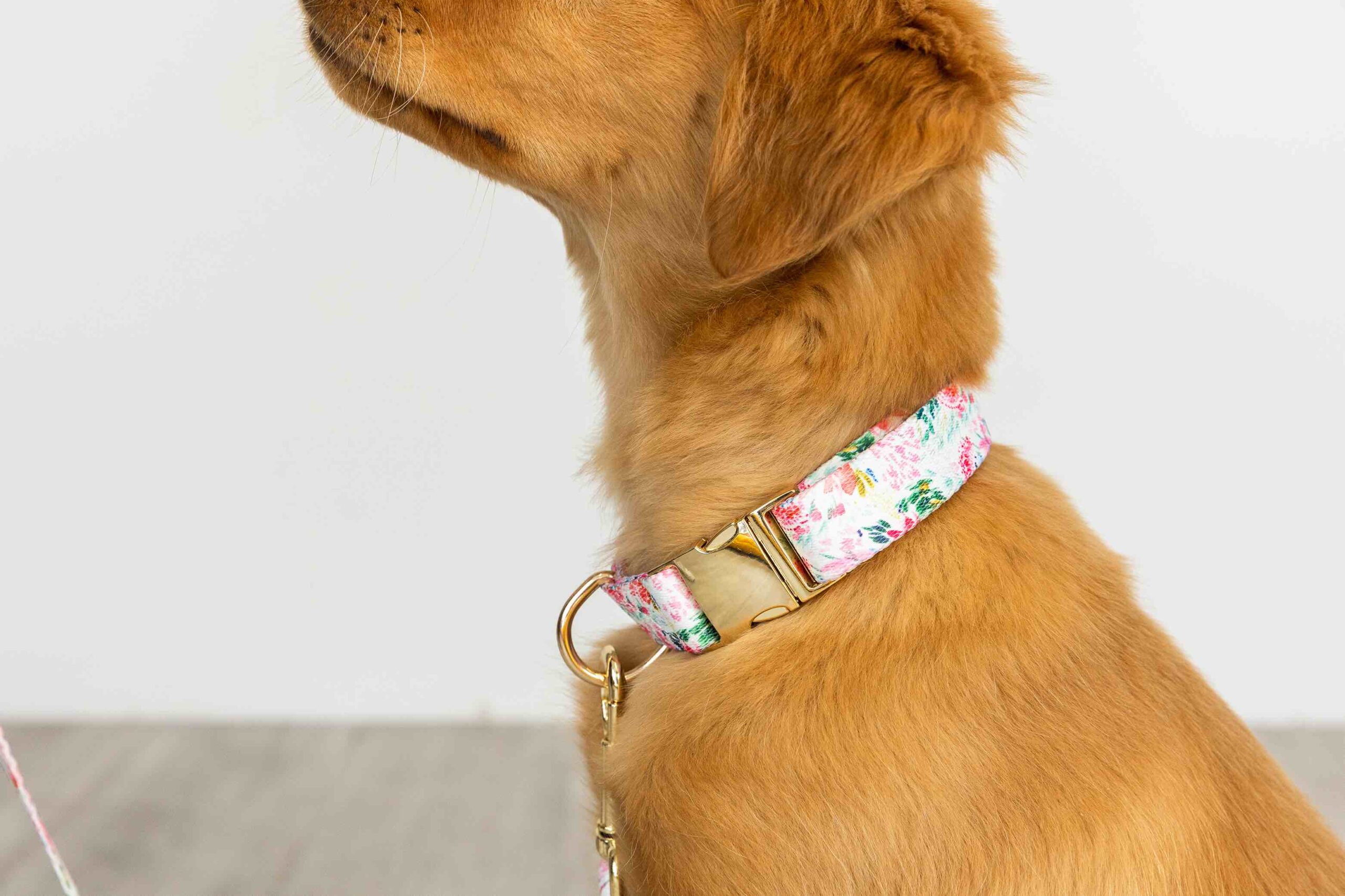 Isabella Dog Collar | Pink Papyrus