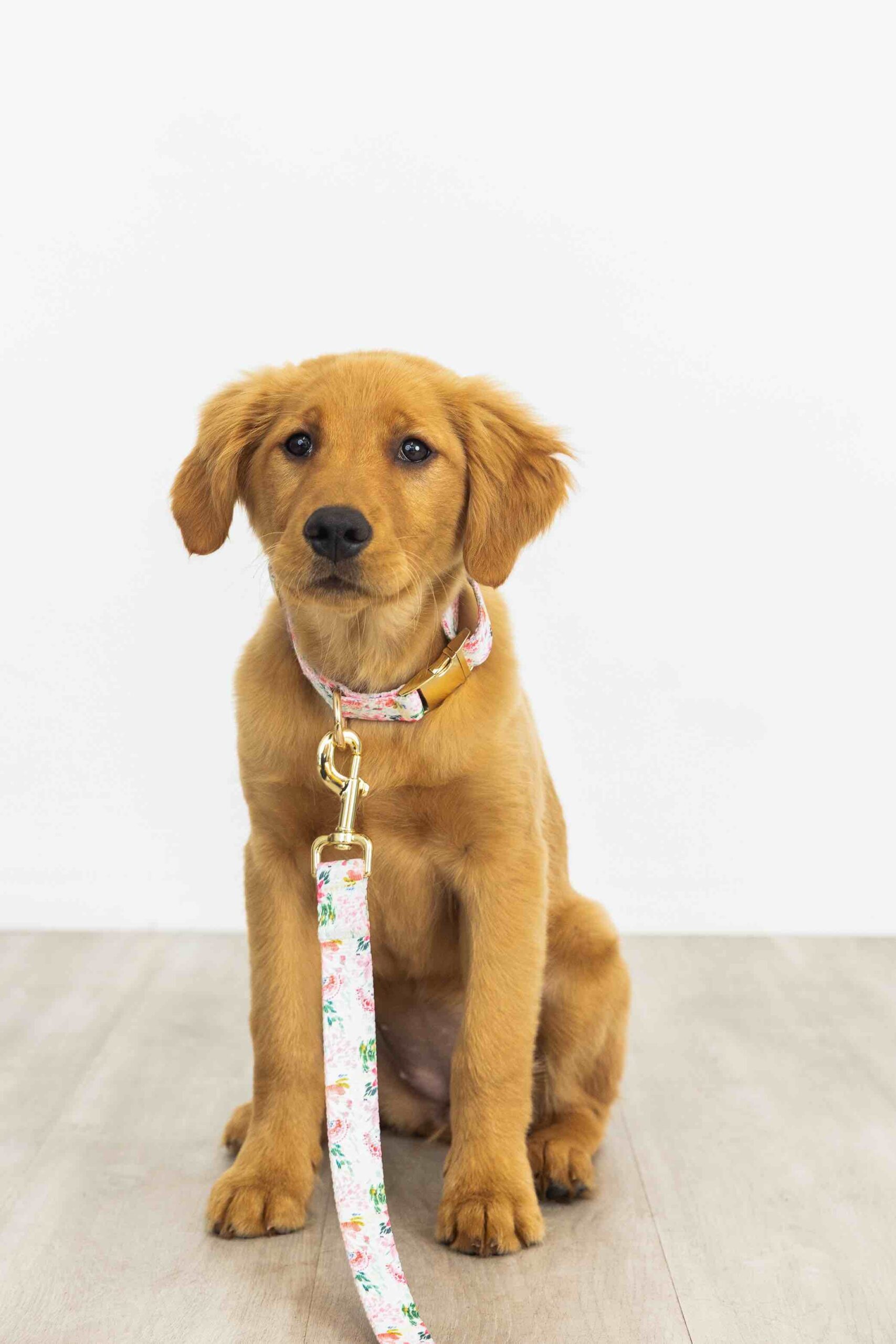 Isabella Dog Collar | Pink Papyrus