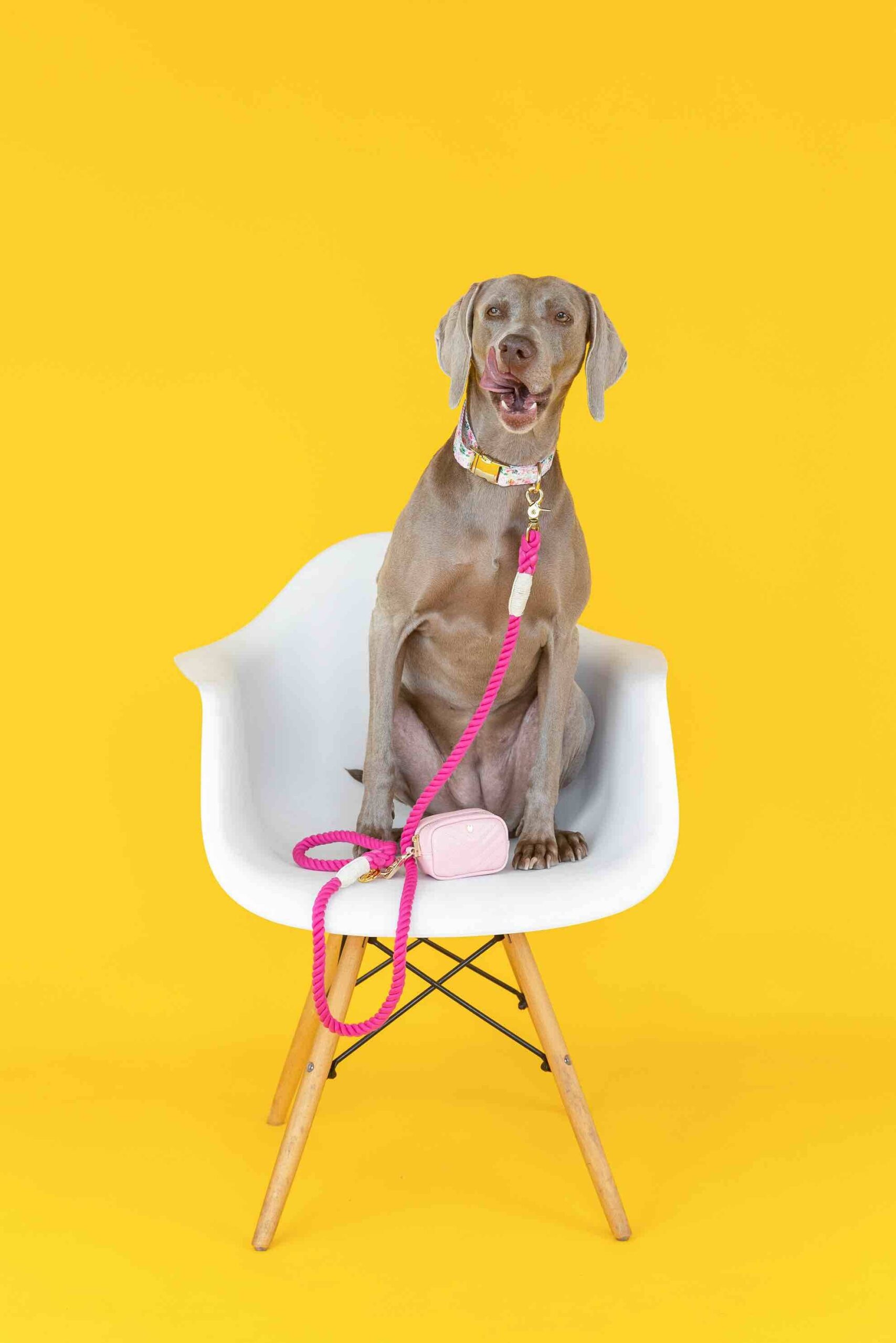 Isabella Dog Collar | Pink Papyrus