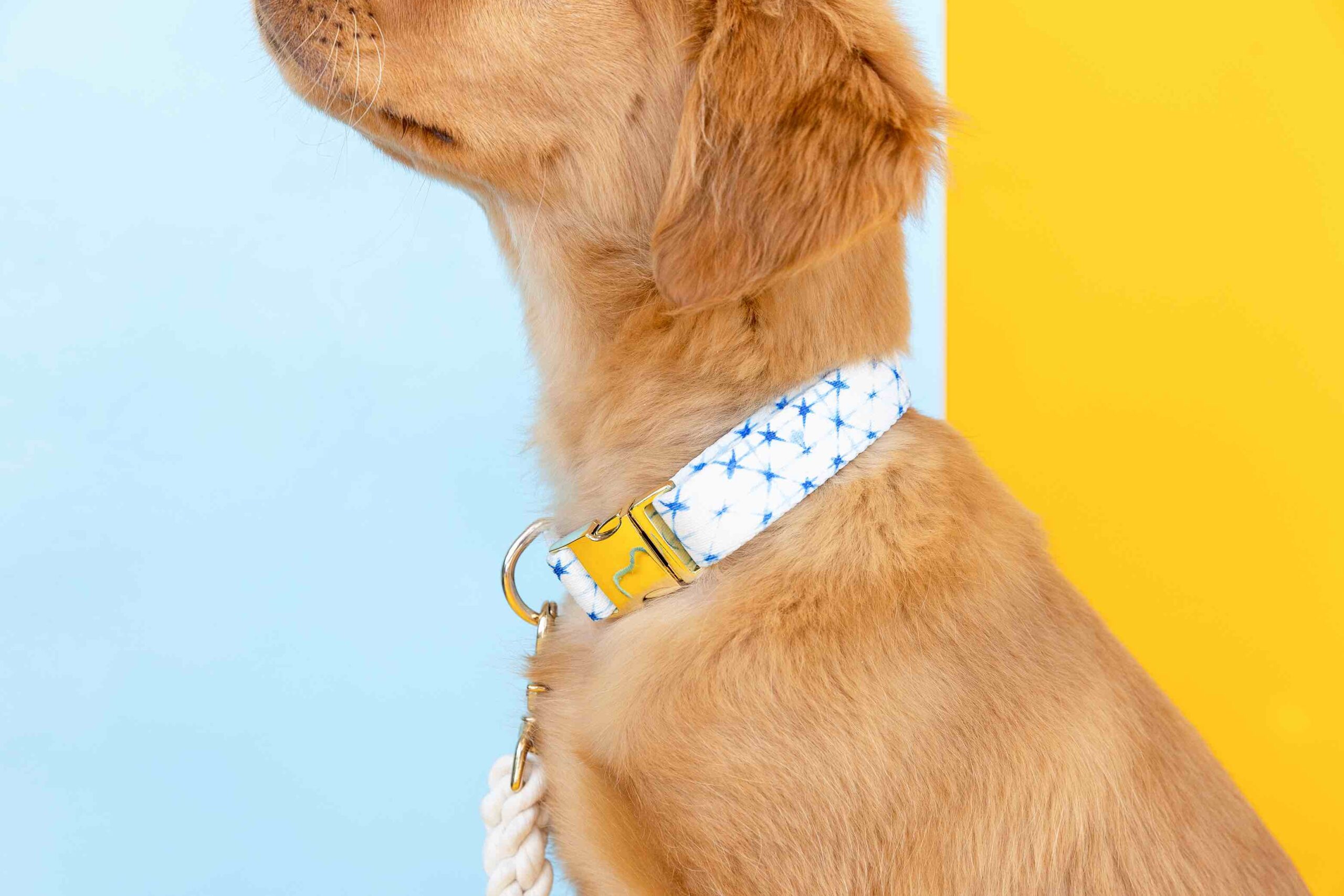 Drew Dog Collar | Pink Papyrus