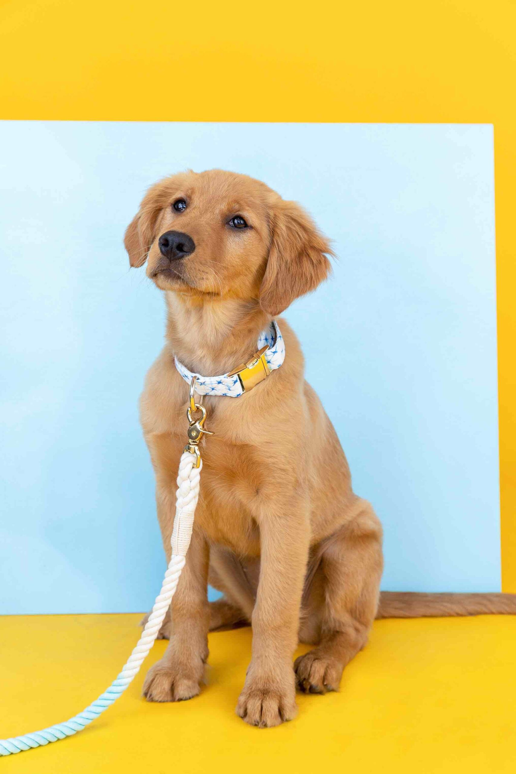 Drew Dog Collar | Pink Papyrus