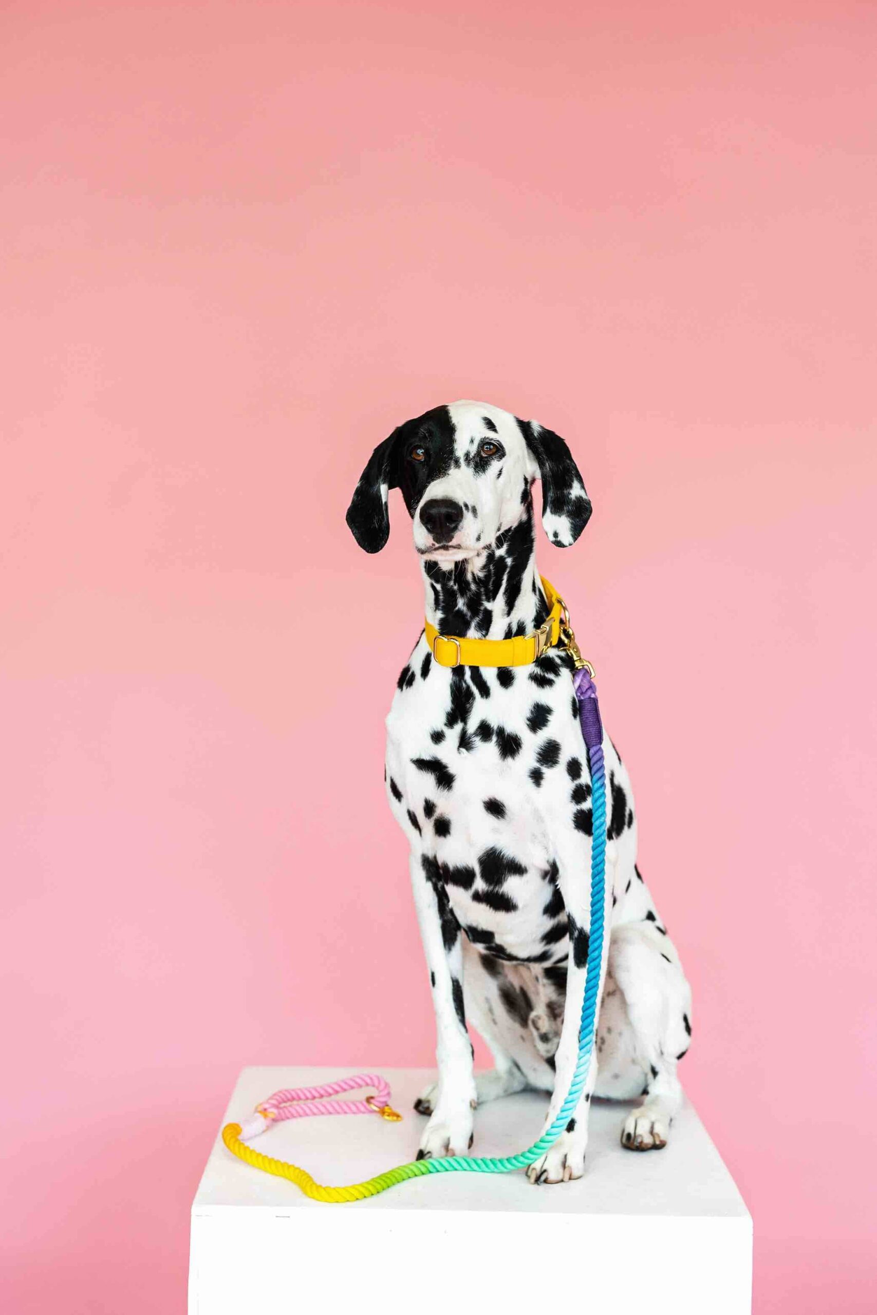 Nola Rope Dog Leash | Pink Papyrus