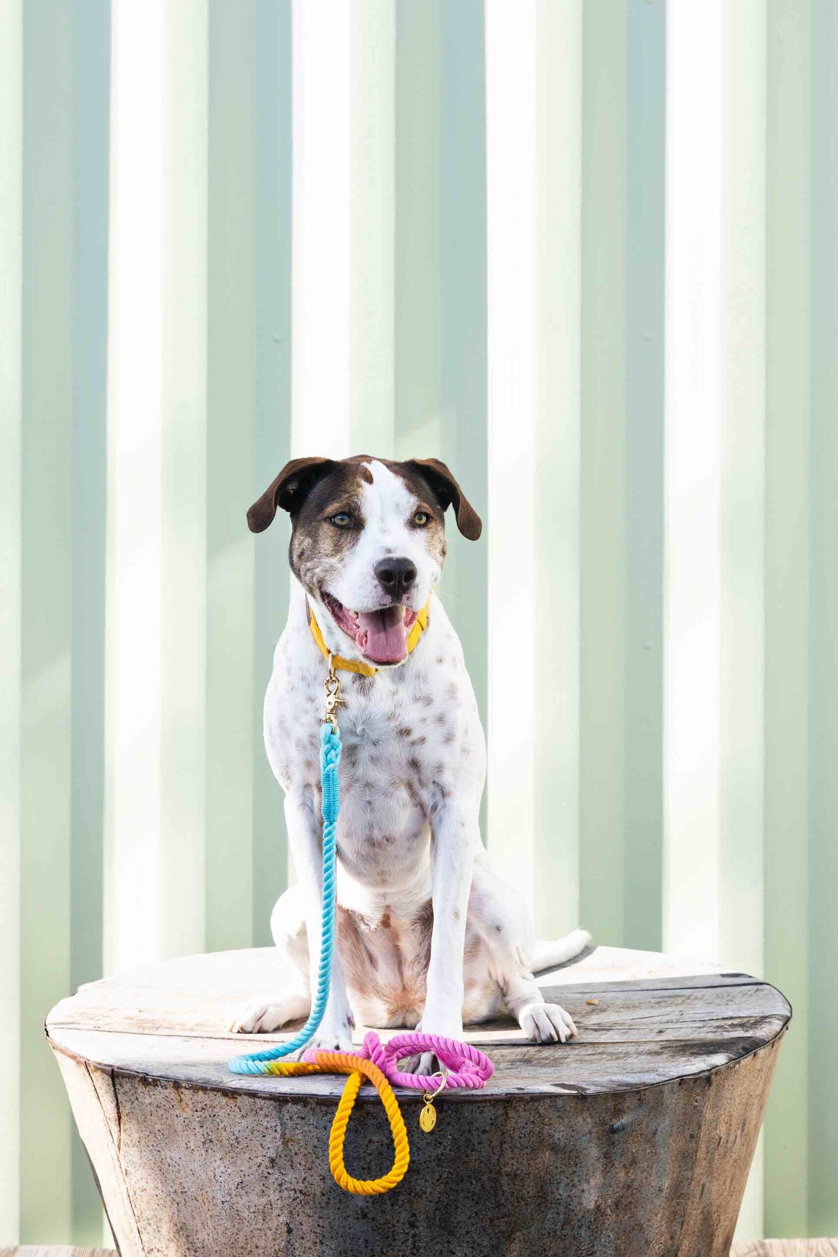 Marley Rope Dog Leash | Pink Papyrus