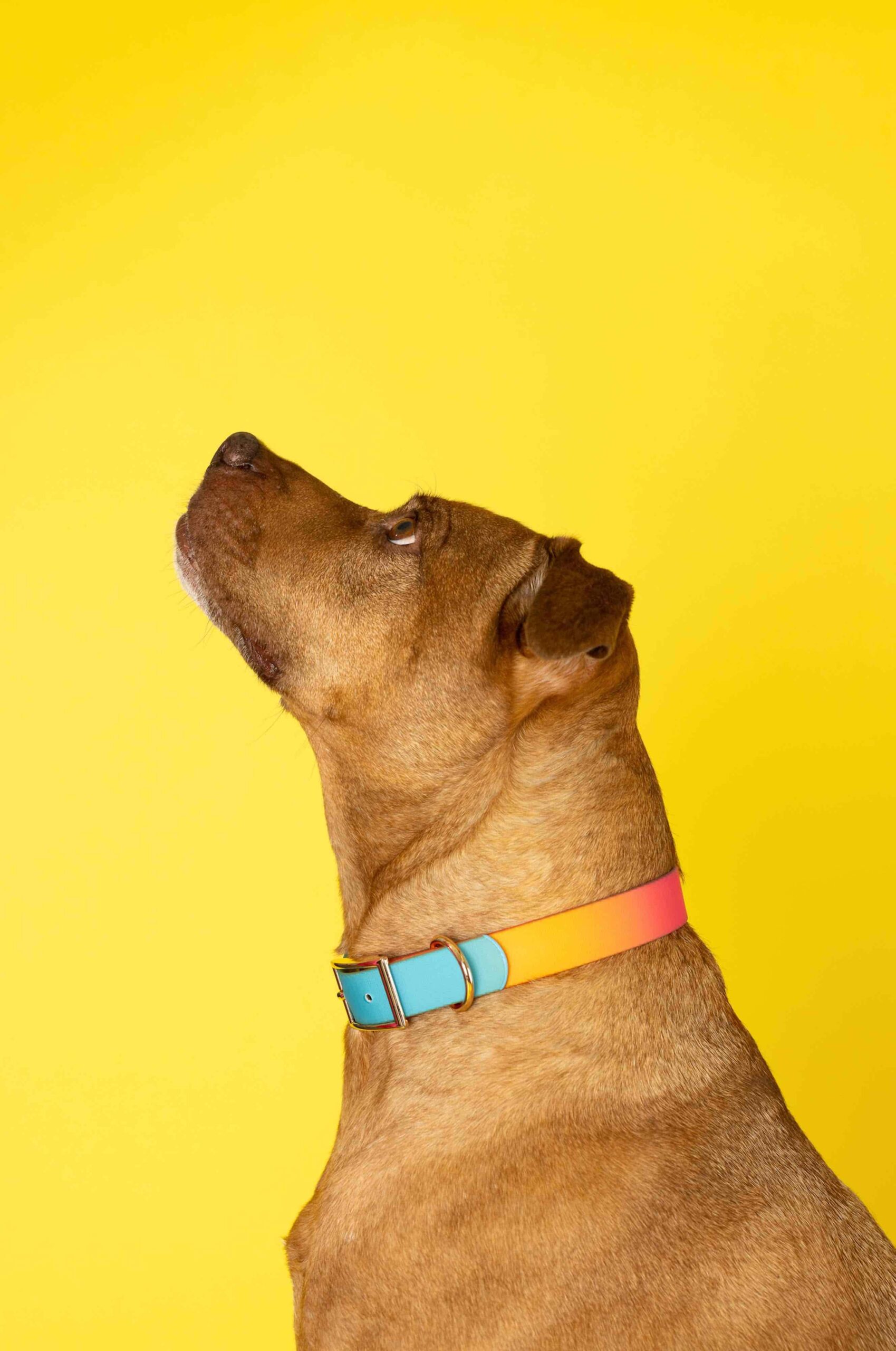 Pippa Dog Collar | Pink Papyrus