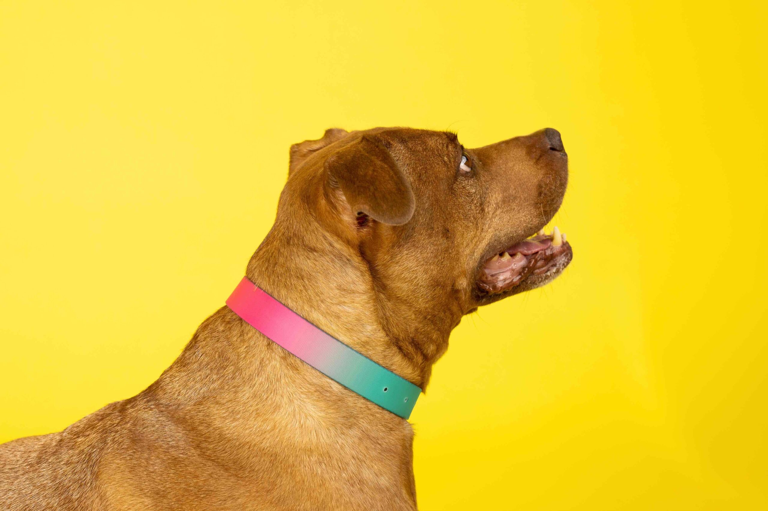 Pippa Dog Collar | Pink Papyrus