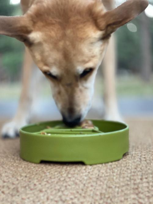 SodaPup Pine Tree Christmas eBowl Deep Slow Feeder Dog Bowl Enrichment | USA Made