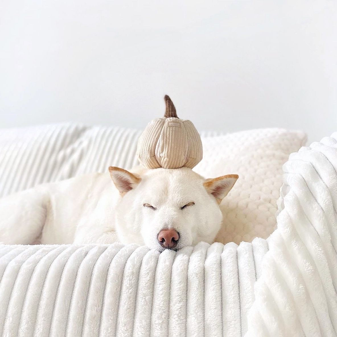 BOO - Lambwolf Collective