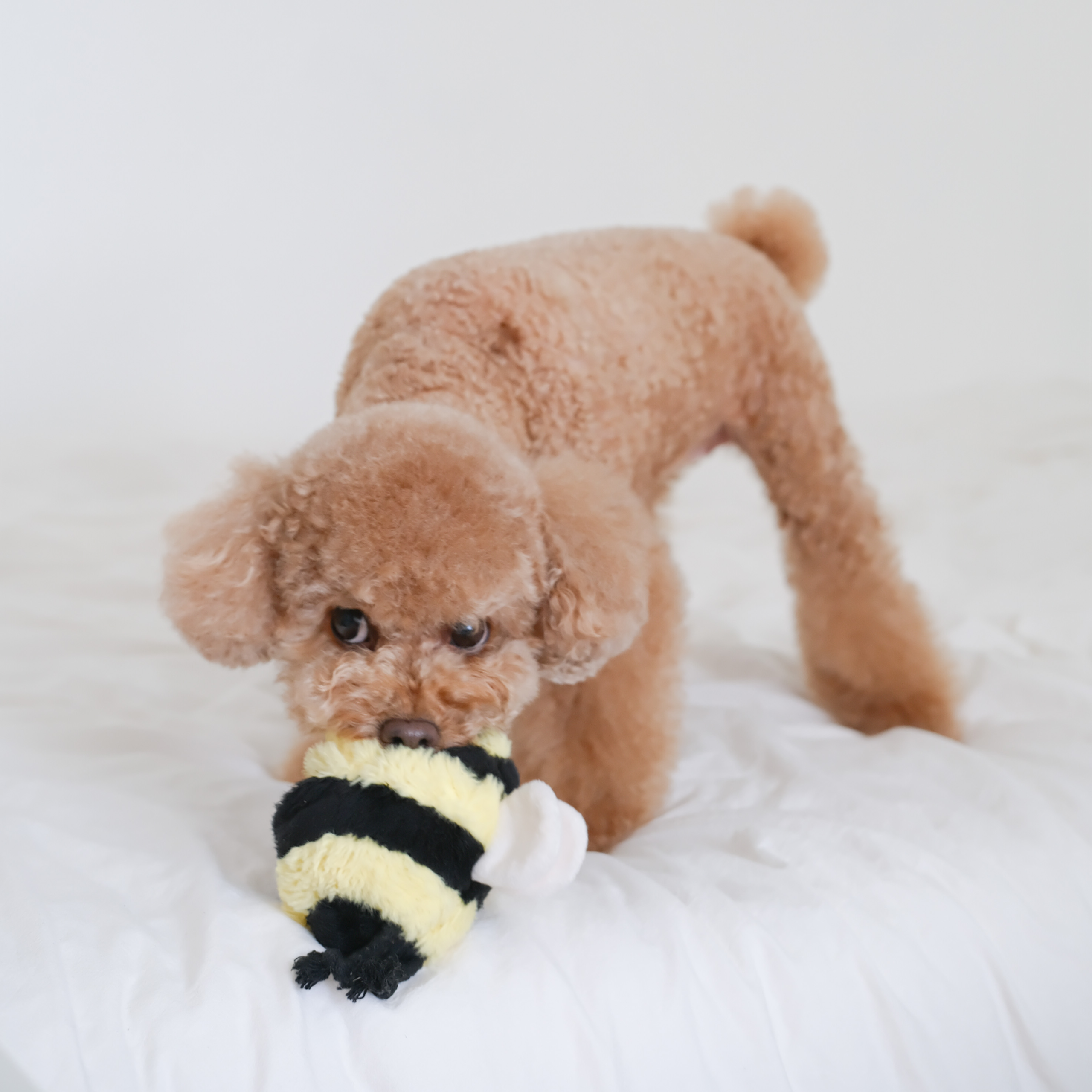 BEE POP - Lambwolf Collective