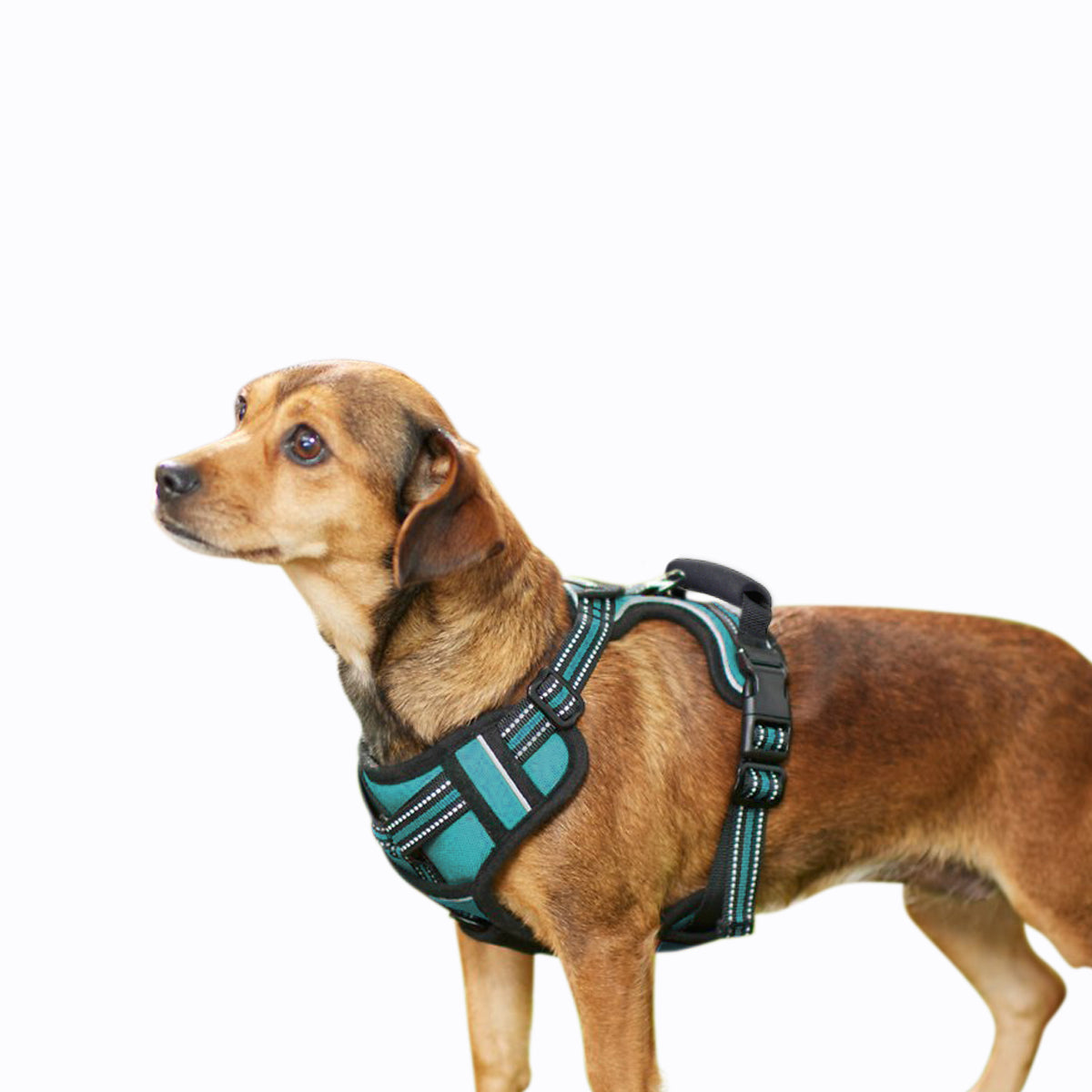 GOOPAWS Padded Reflective Pet Dog Harness, Lightweight Ripstop, Blue - Image 10