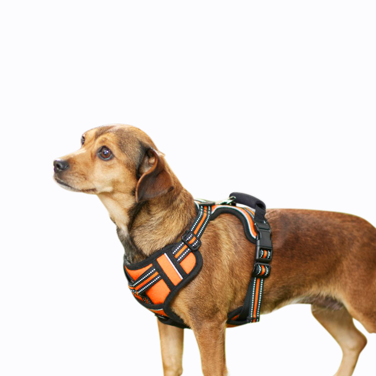 GOOPAWS Padded Reflective Pet Dog Harness, Lightweight Ripstop, Orange - Image 6