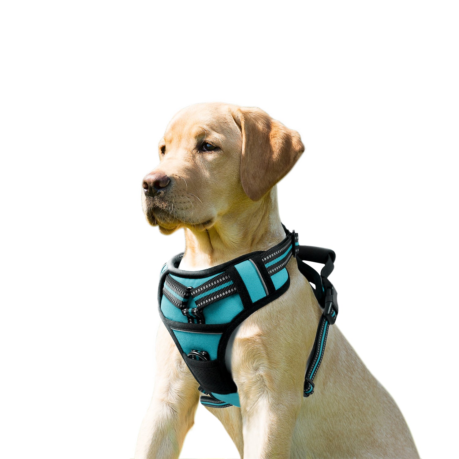 GOOPAWS Padded Reflective Pet Dog Harness, Lightweight Ripstop, Blue - Image 11