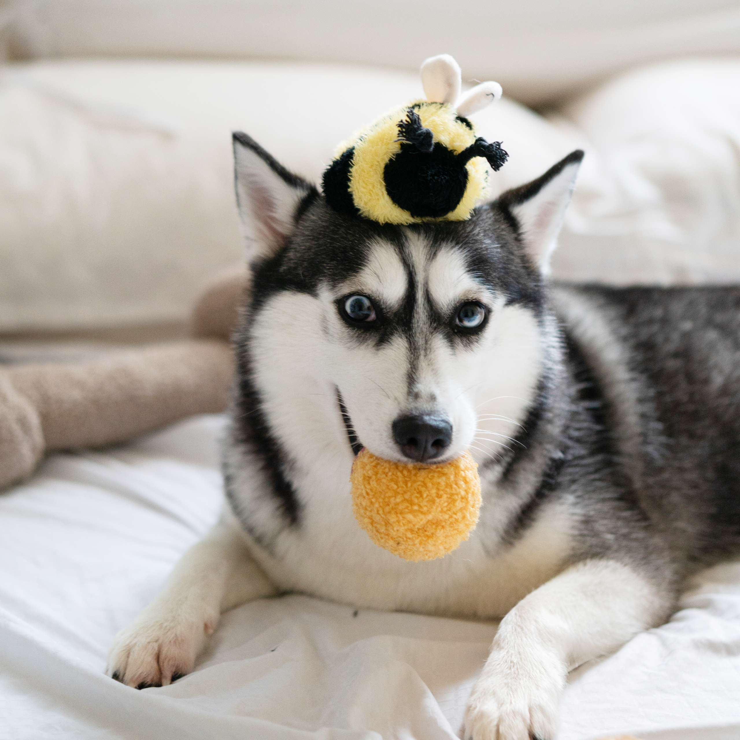 BEE POP - Lambwolf Collective