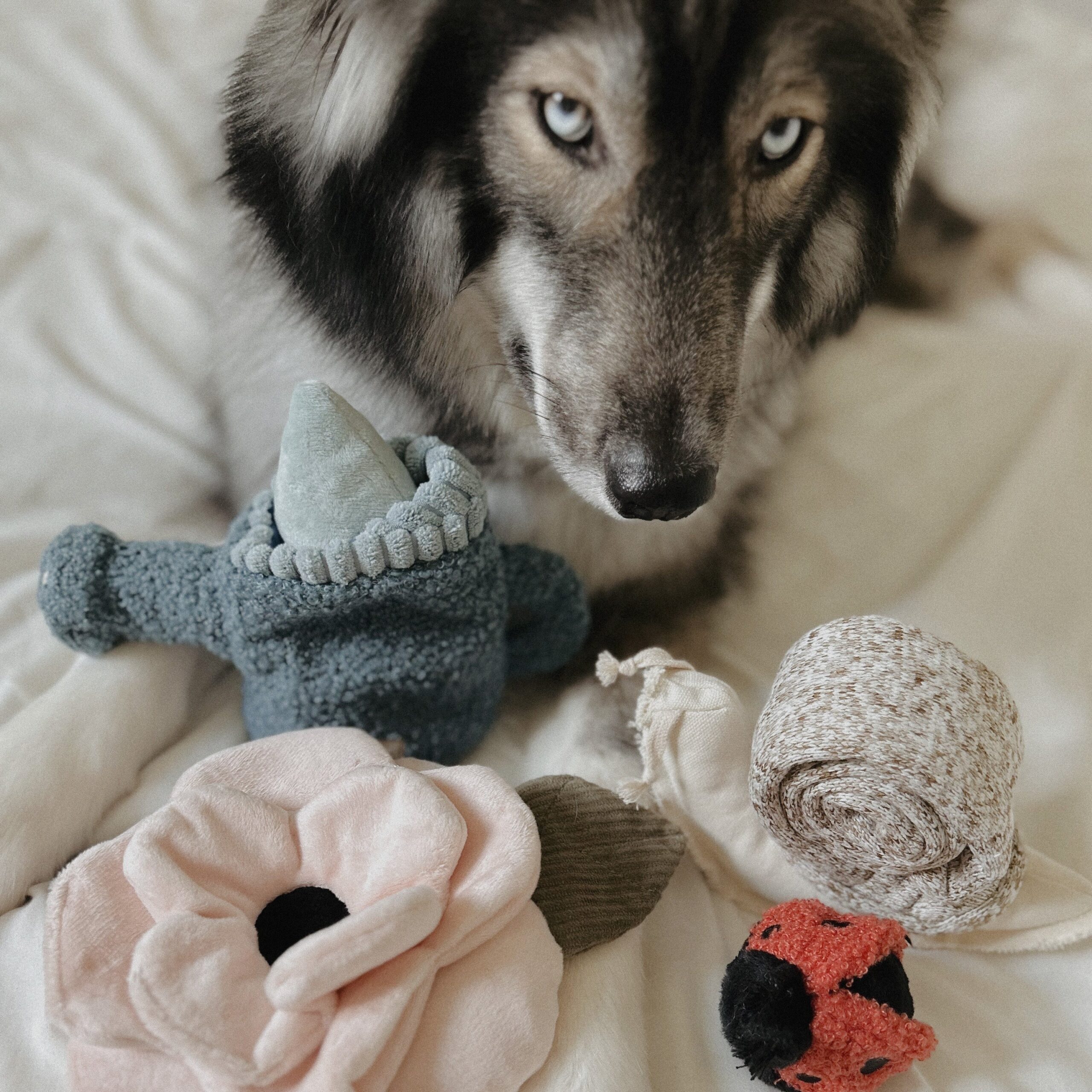POPPY - Lambwolf Collective