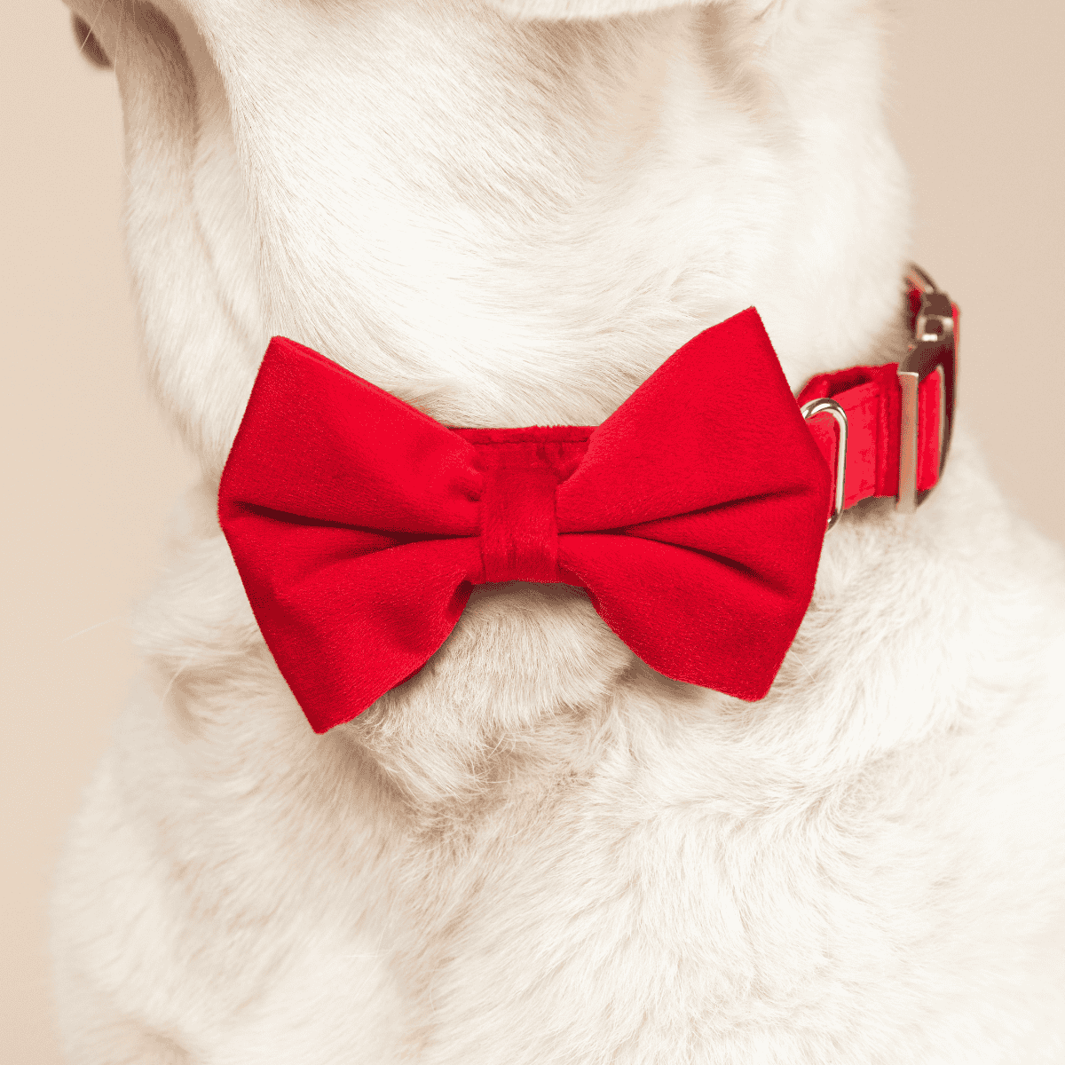 Blaze Bow Tie Dog Collar | Pink Papyrus