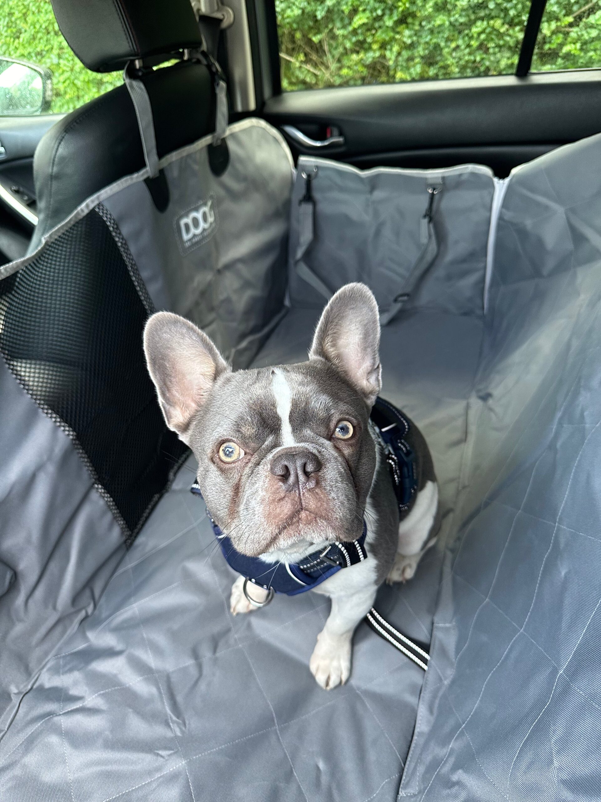 DOOG Car Seat Cover - BLACK - Image 2