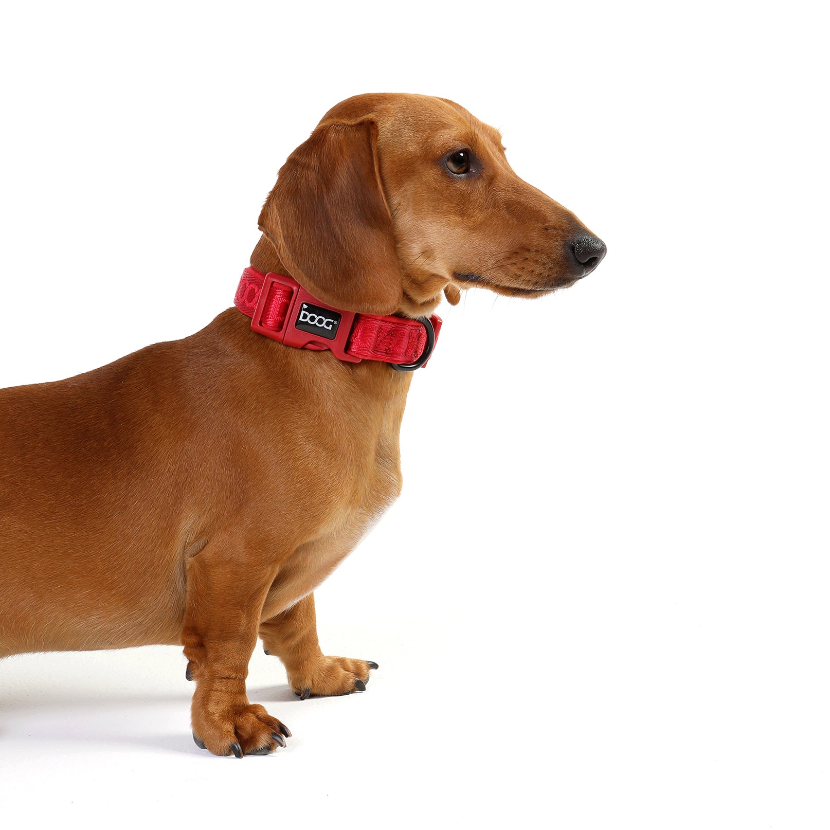 DOOG Neosport Dog Collar SOLIDS
