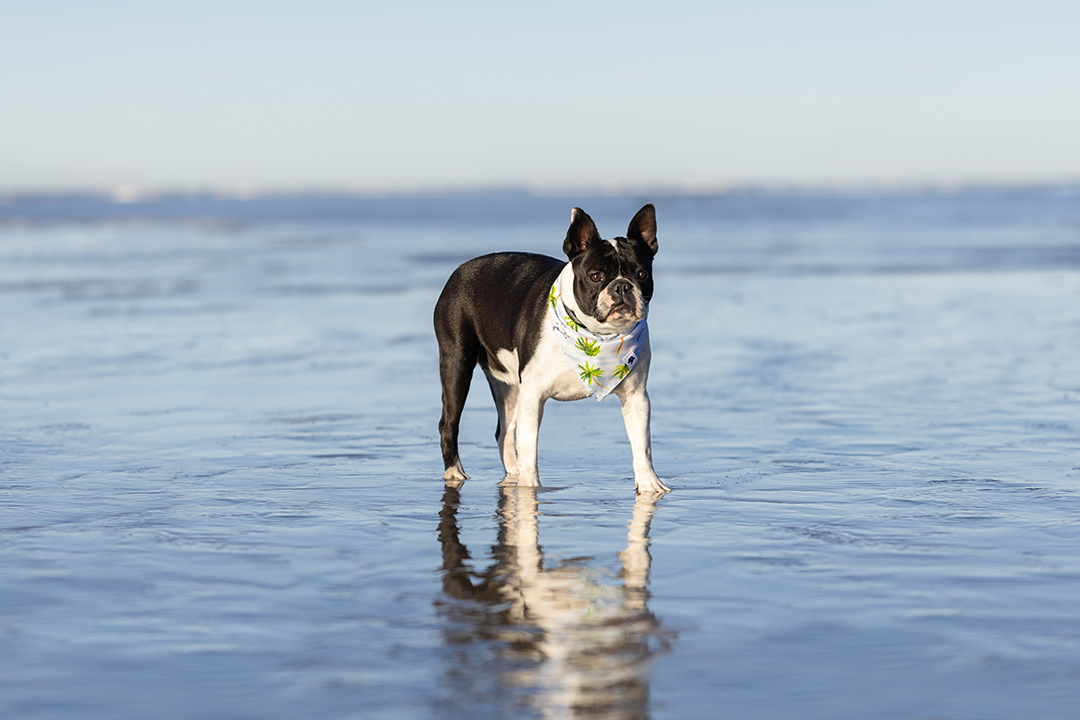 Shores Double Sided Dog Bandana