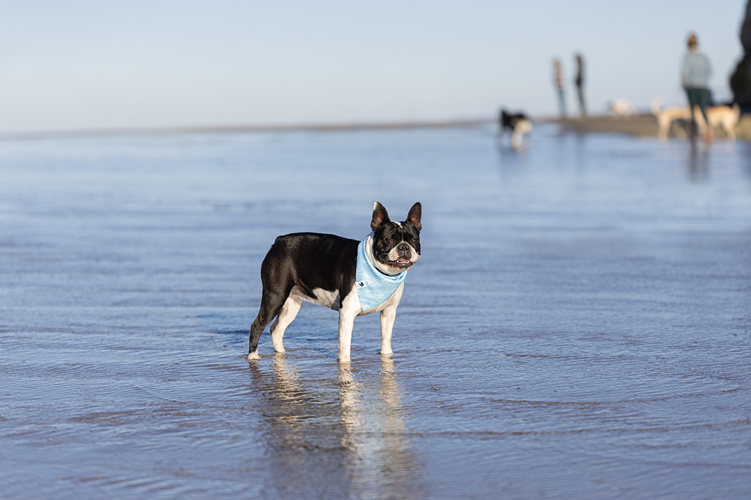 Shores Double Sided Dog Bandana